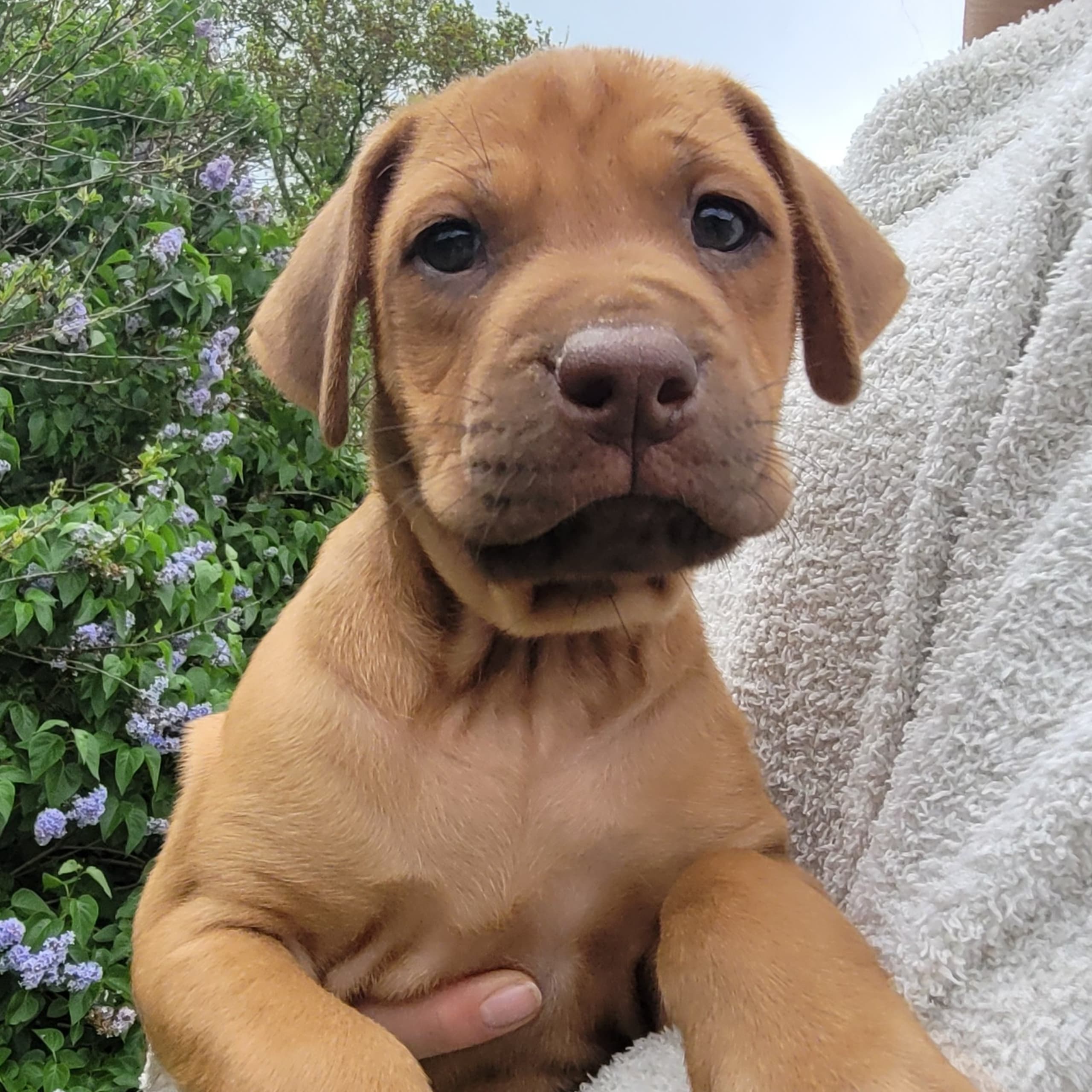 Rhodesian ridgeback