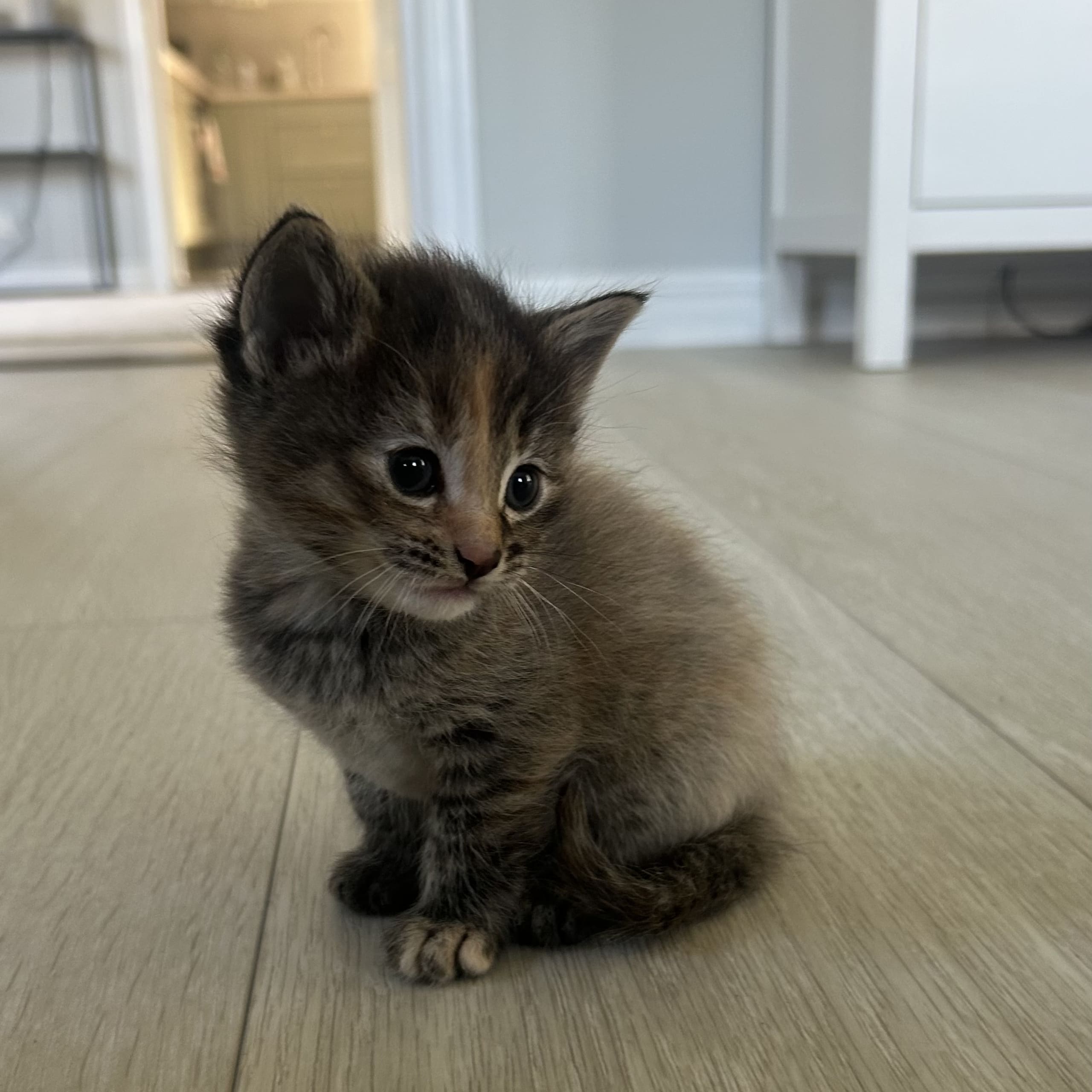 Maine Coon