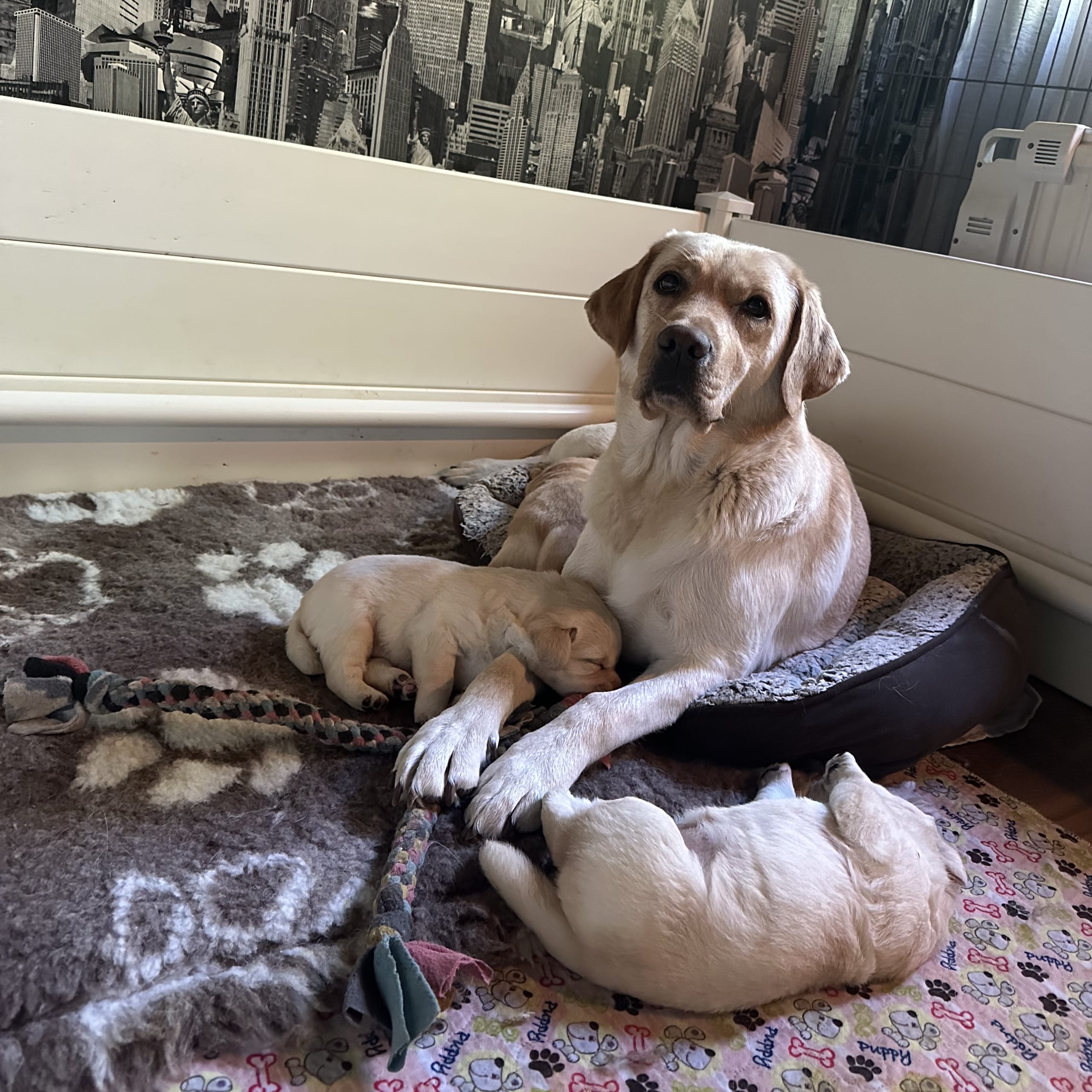 Labrador retriever