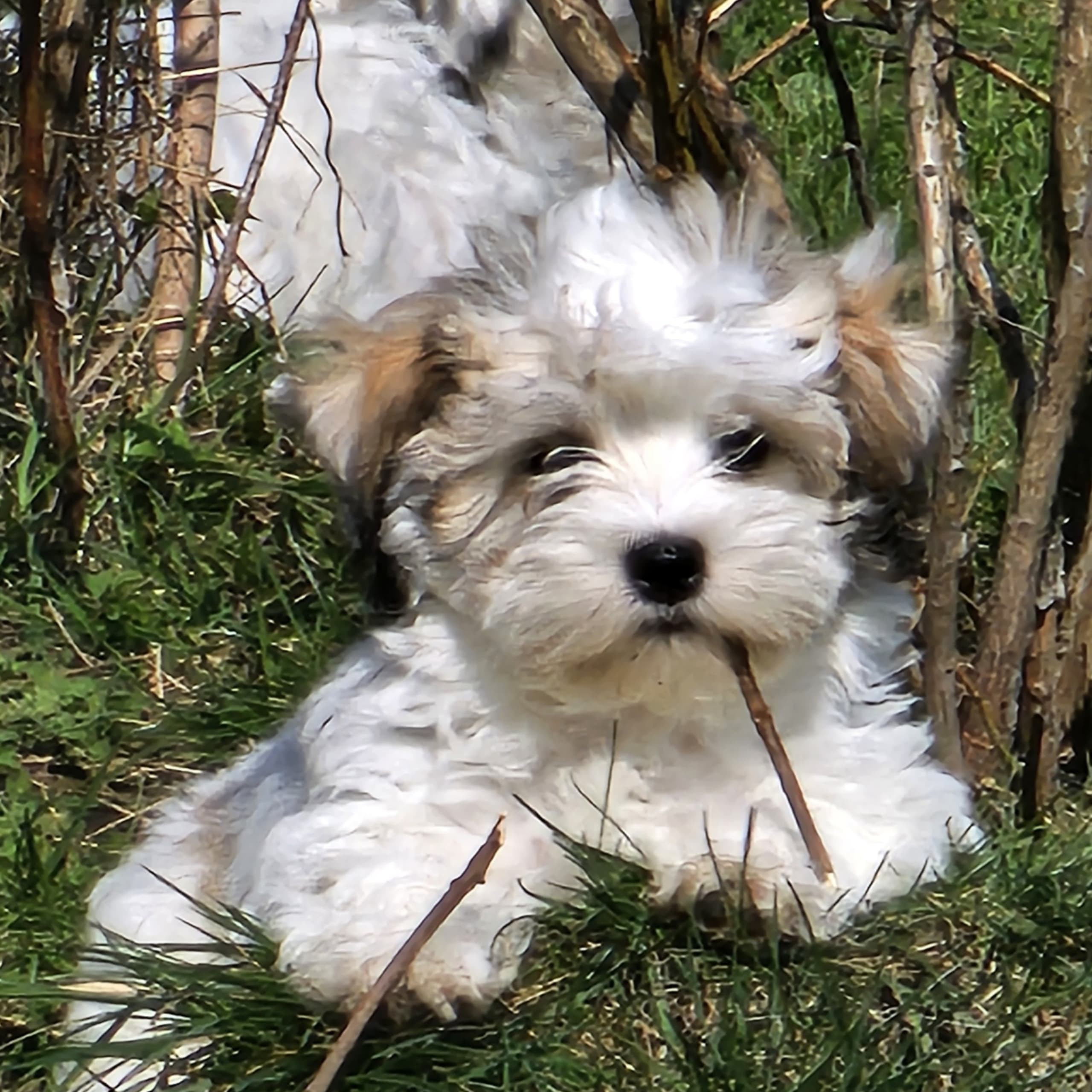 Bichon havanais