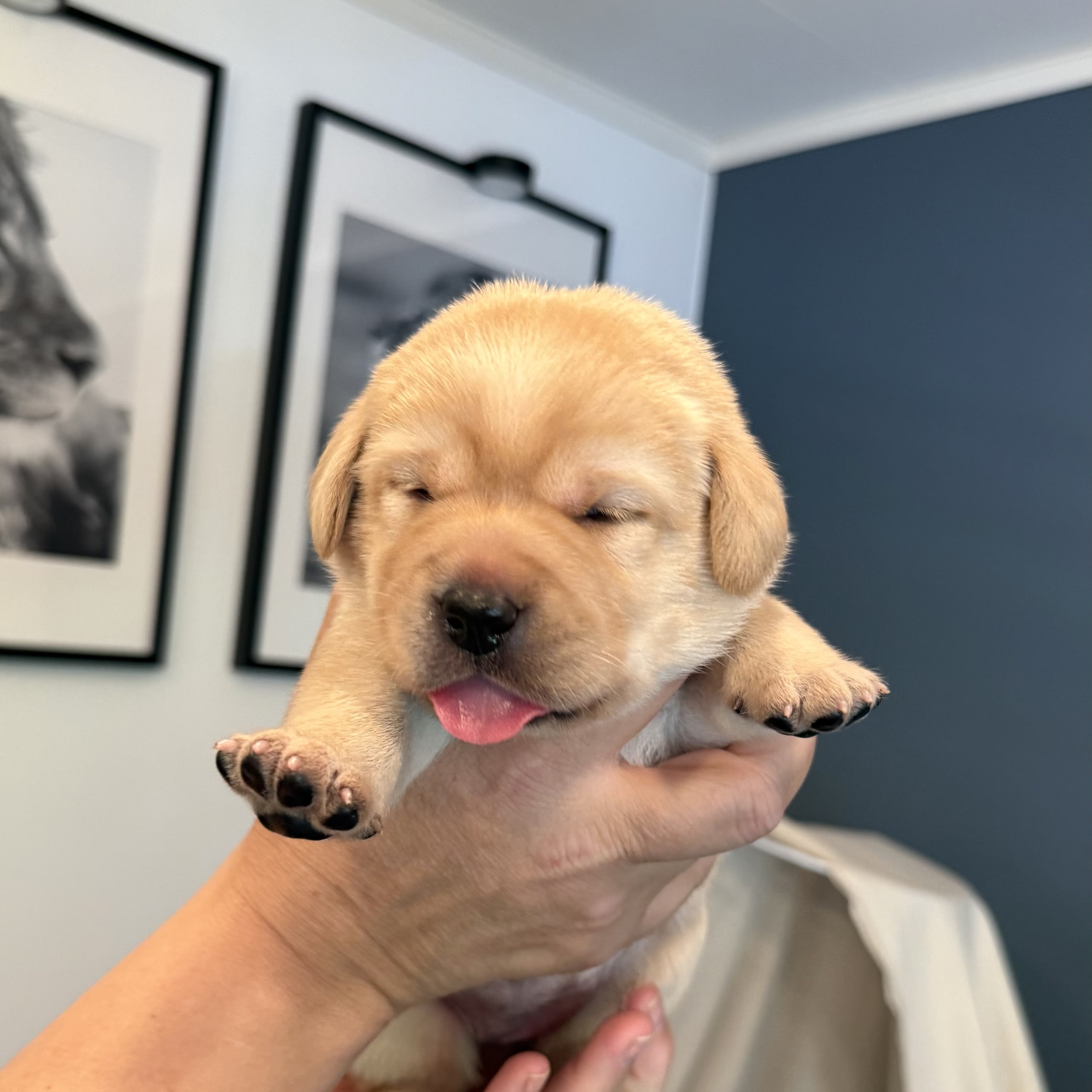 Labrador retriever