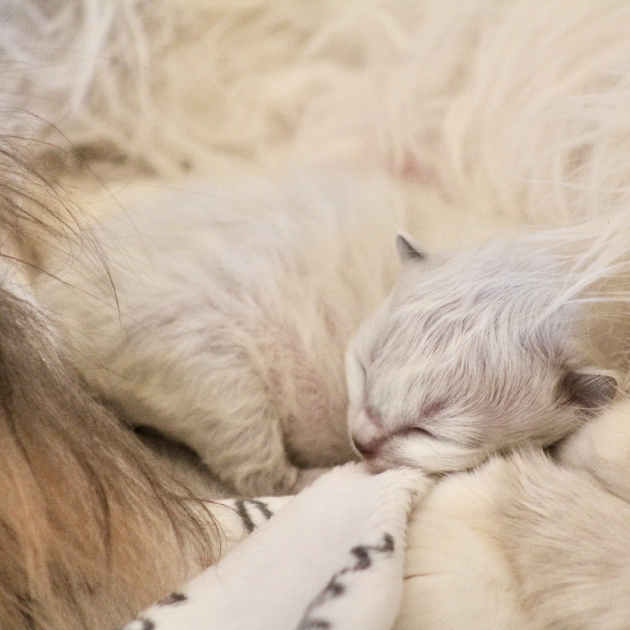 Helig birma / ragdoll