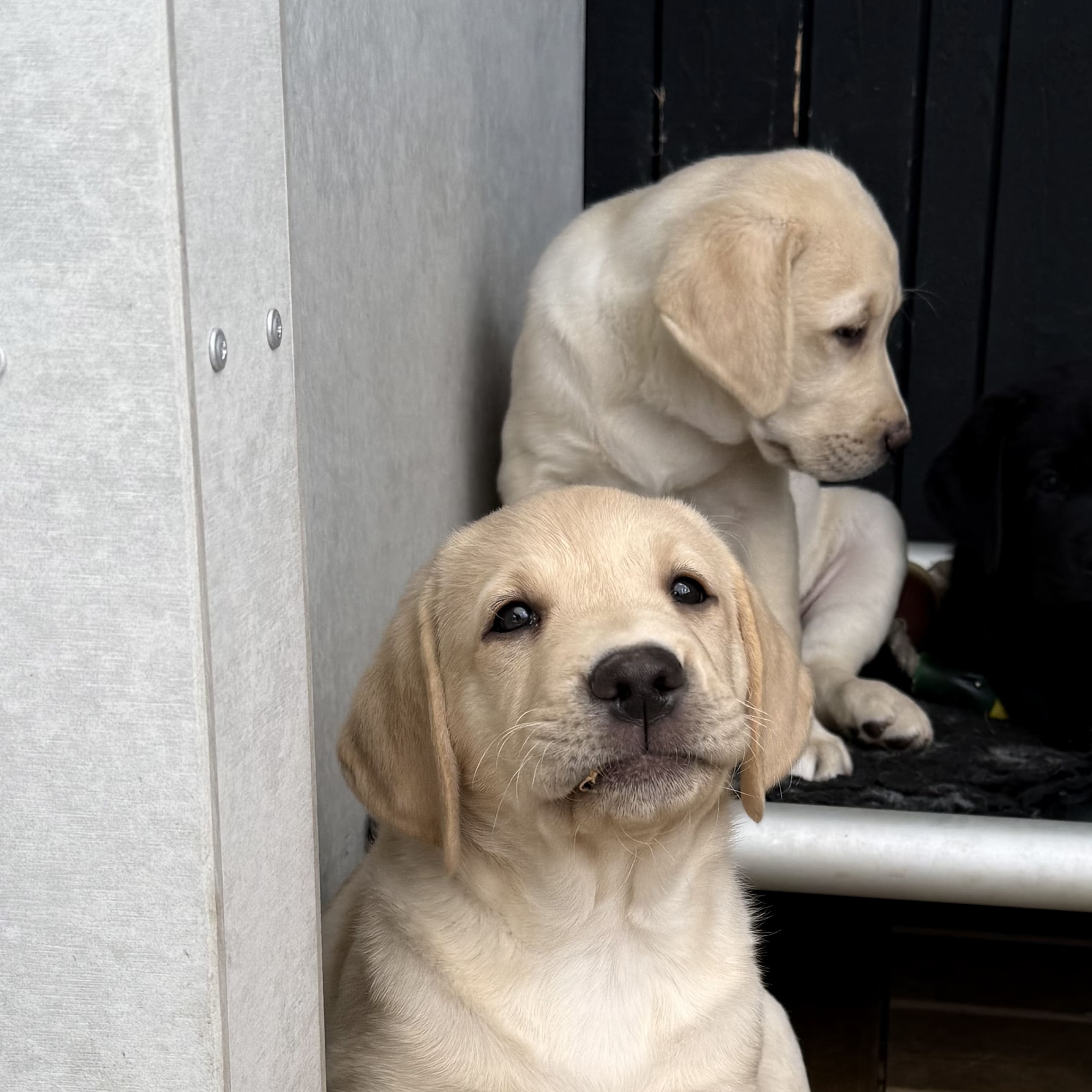 Labrador retriever