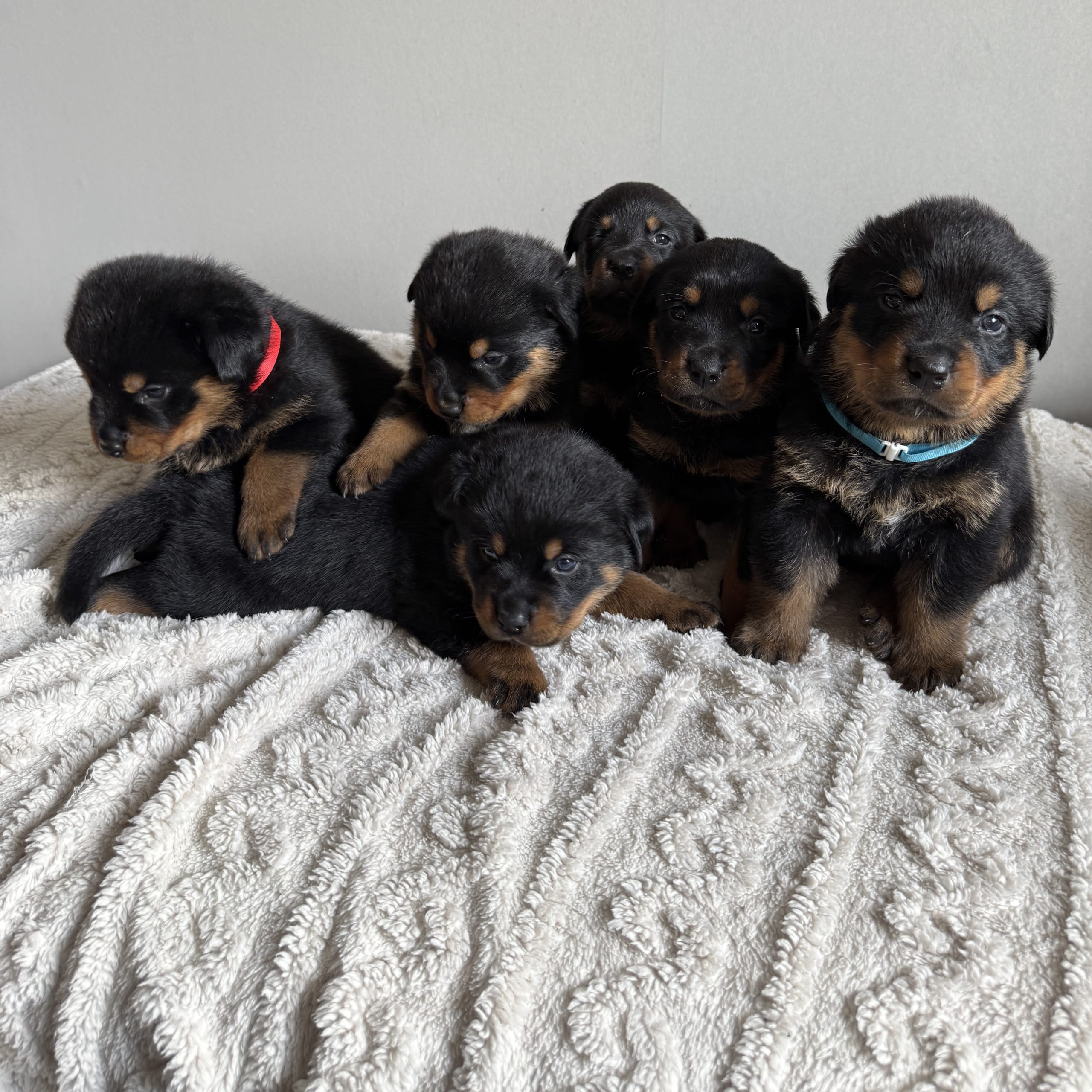 Rottweiler/American Bully XL