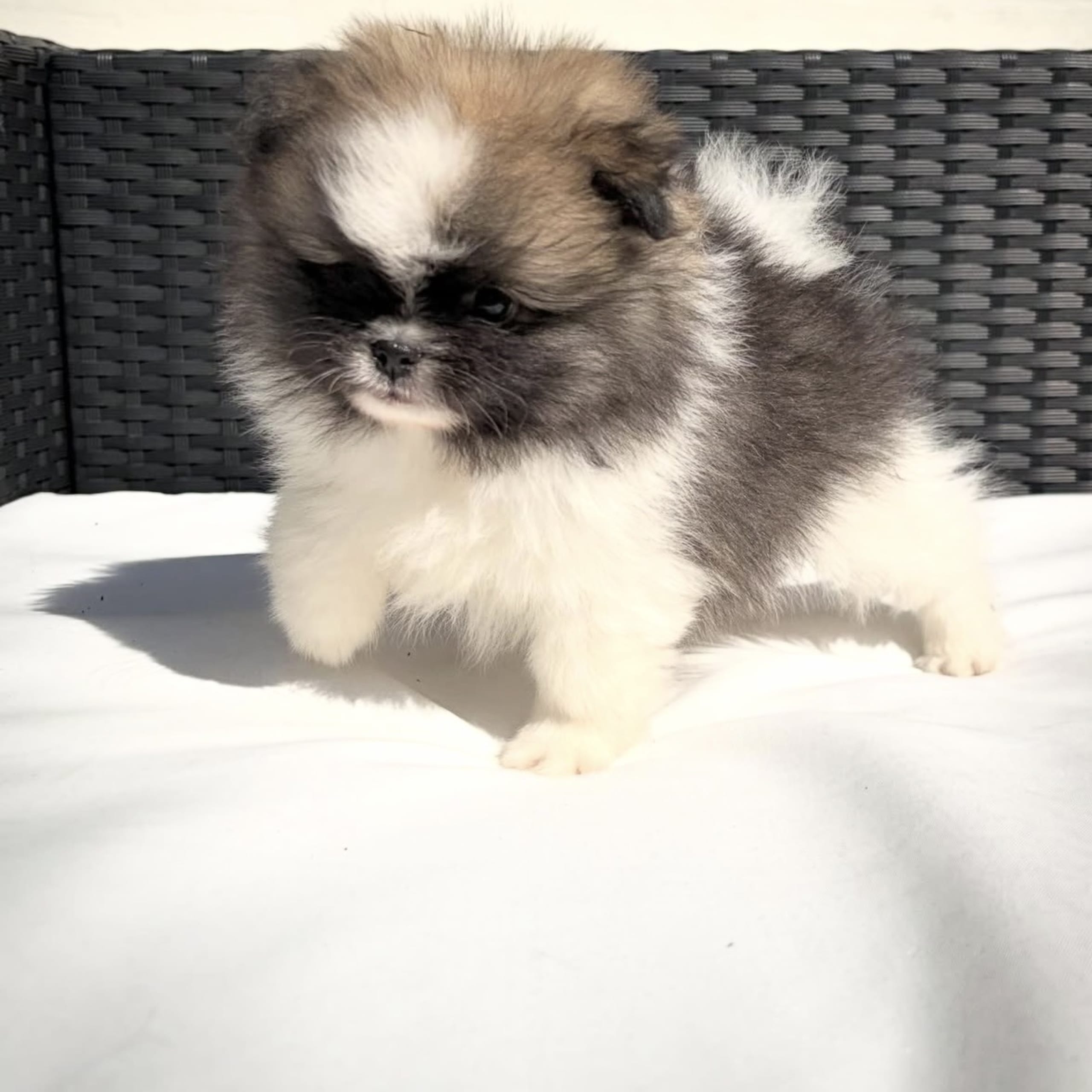 Pomeranian