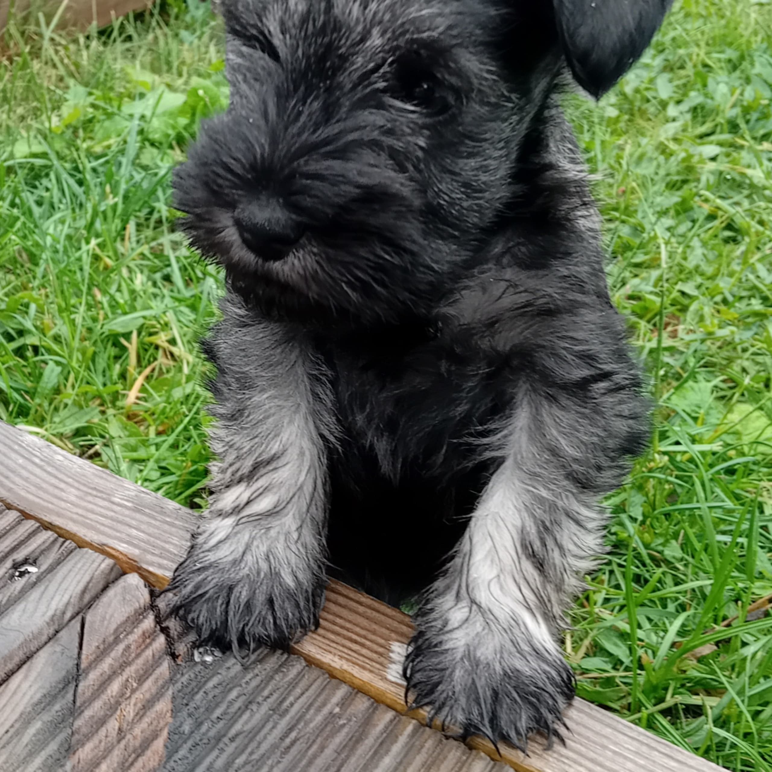 Dvärgschnauzer