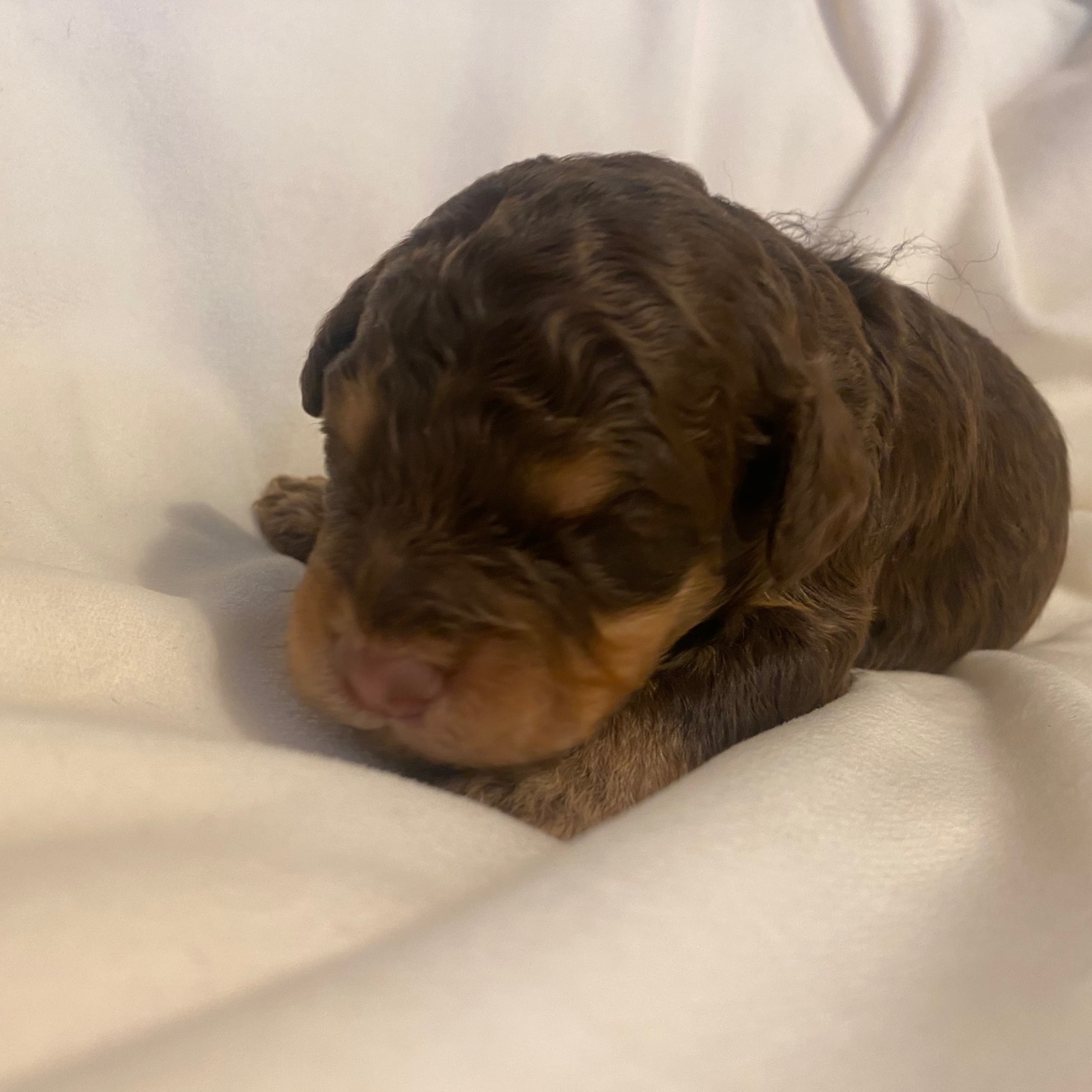 Lagotto romagnolo
