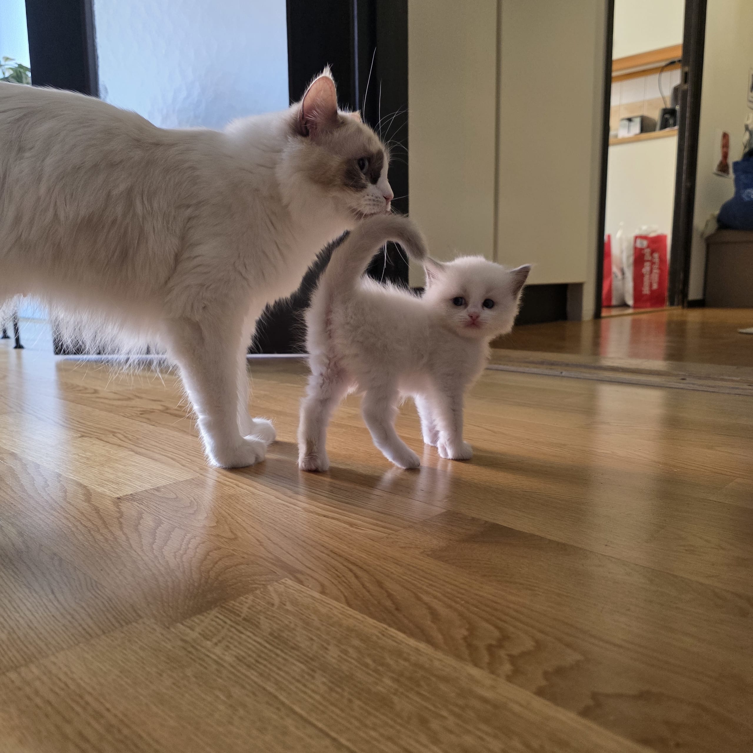 Ragdoll