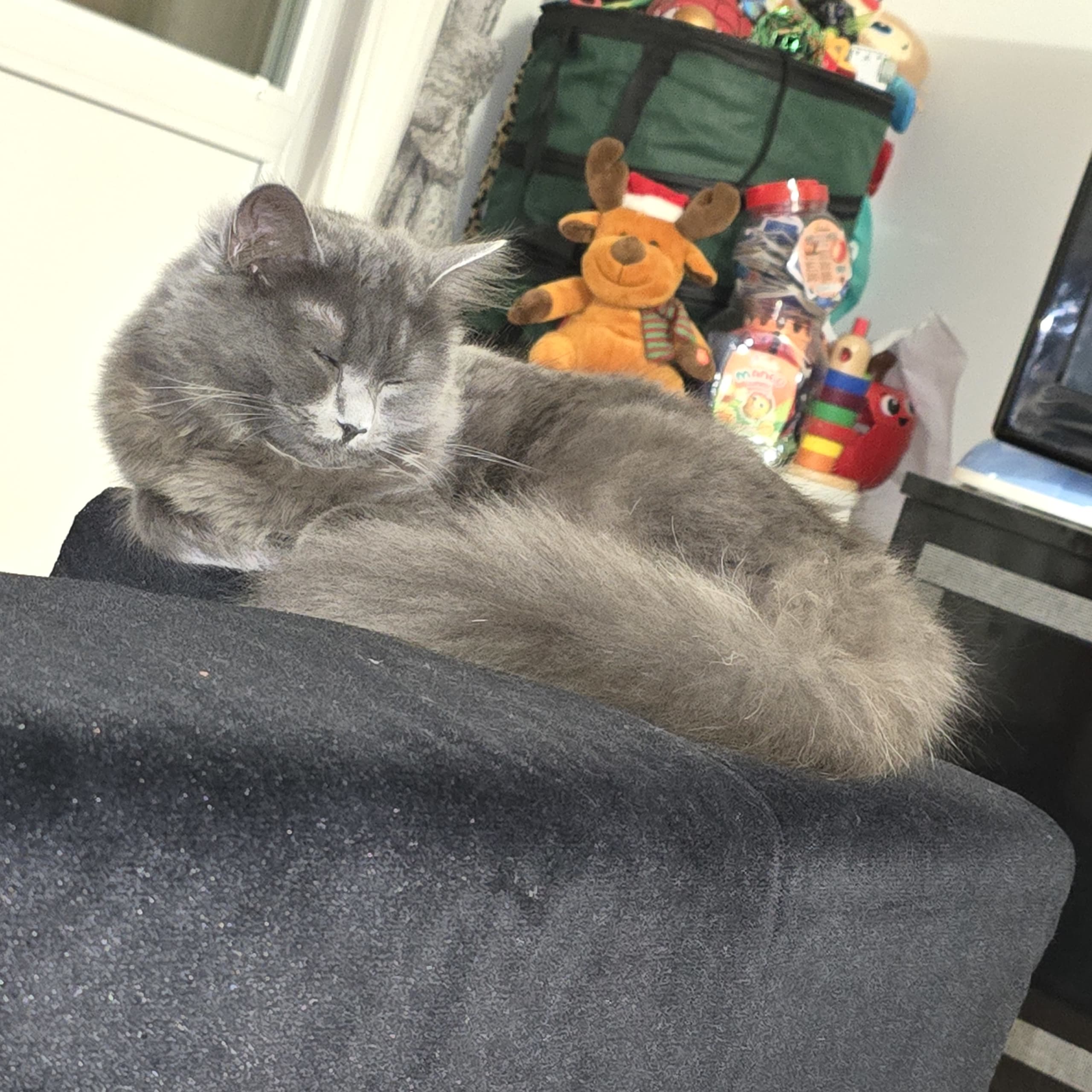 Maine Coon
