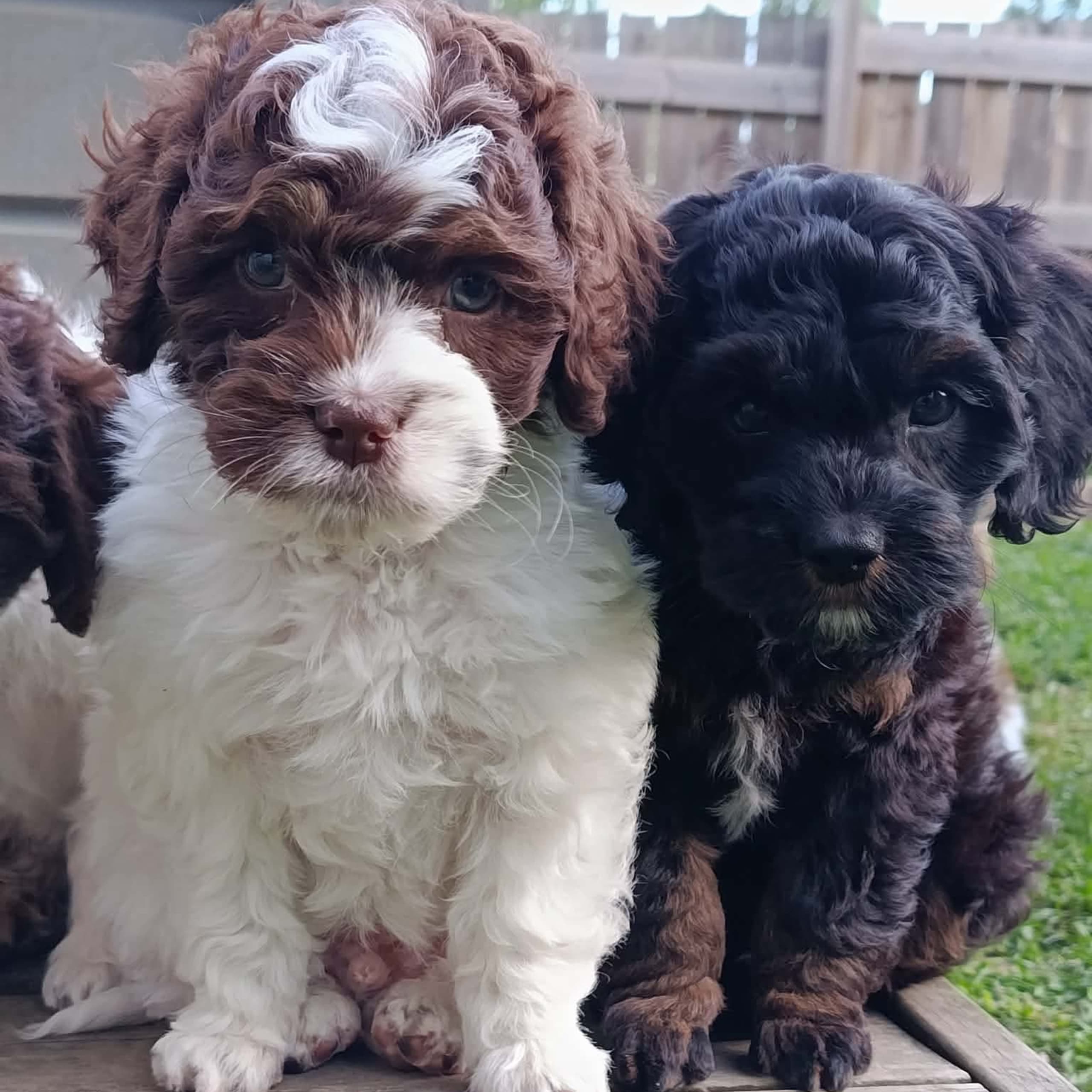 Cockerpoo