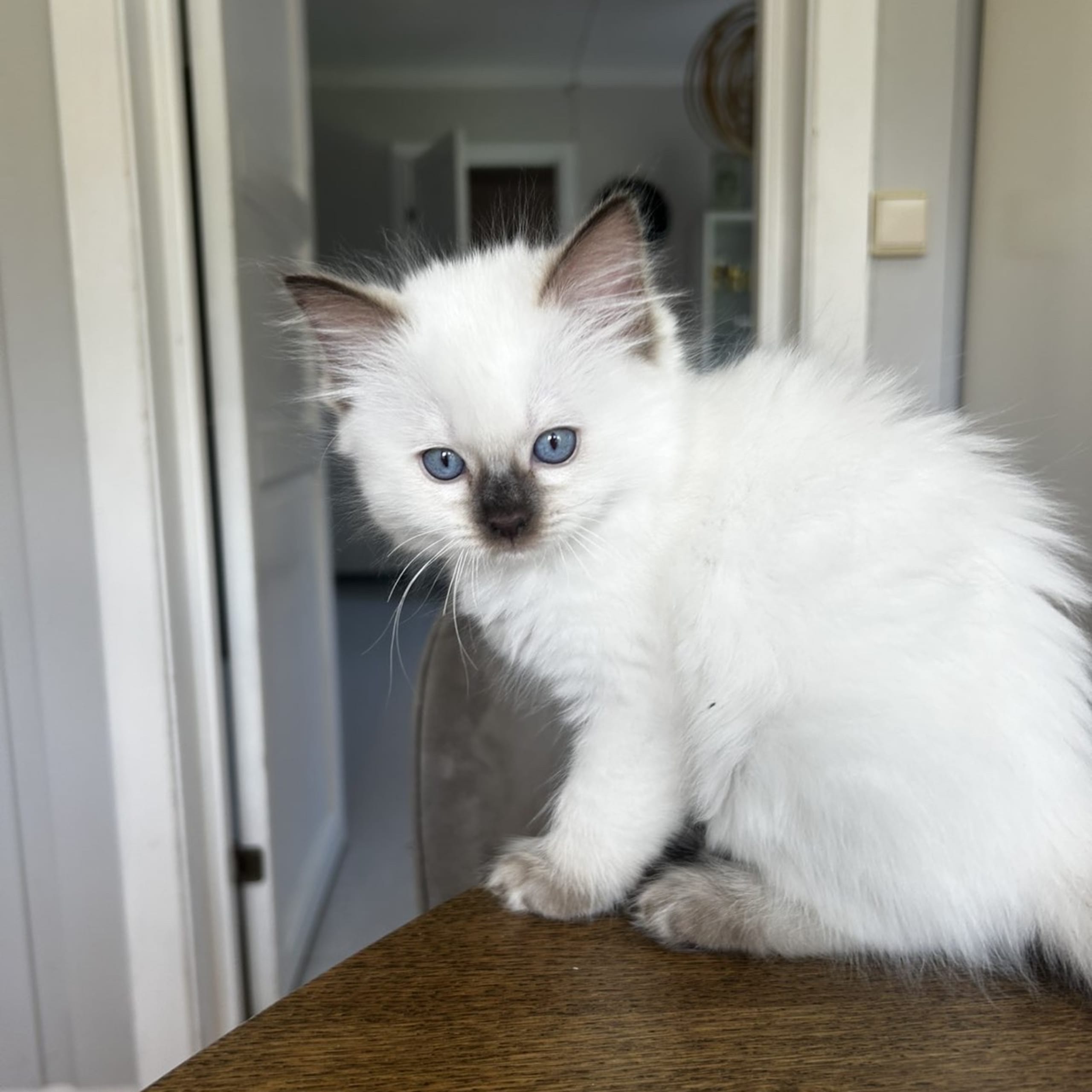 Ragdoll