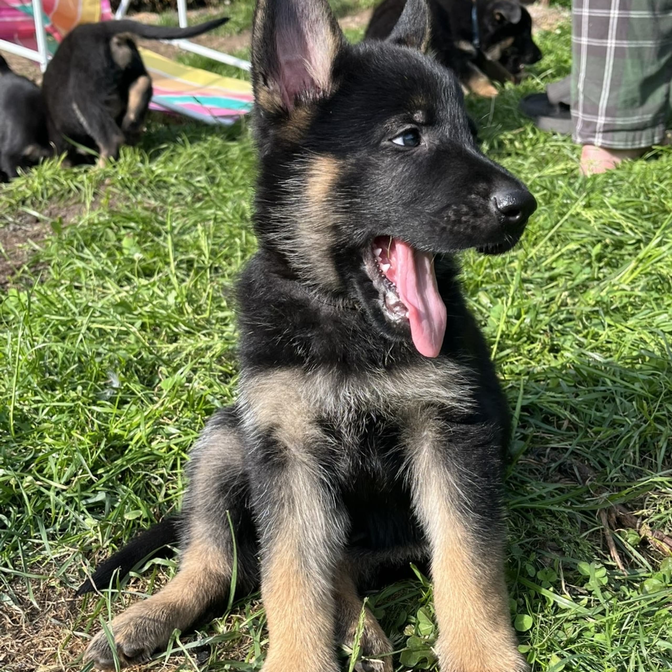 Tysk Schäferhund