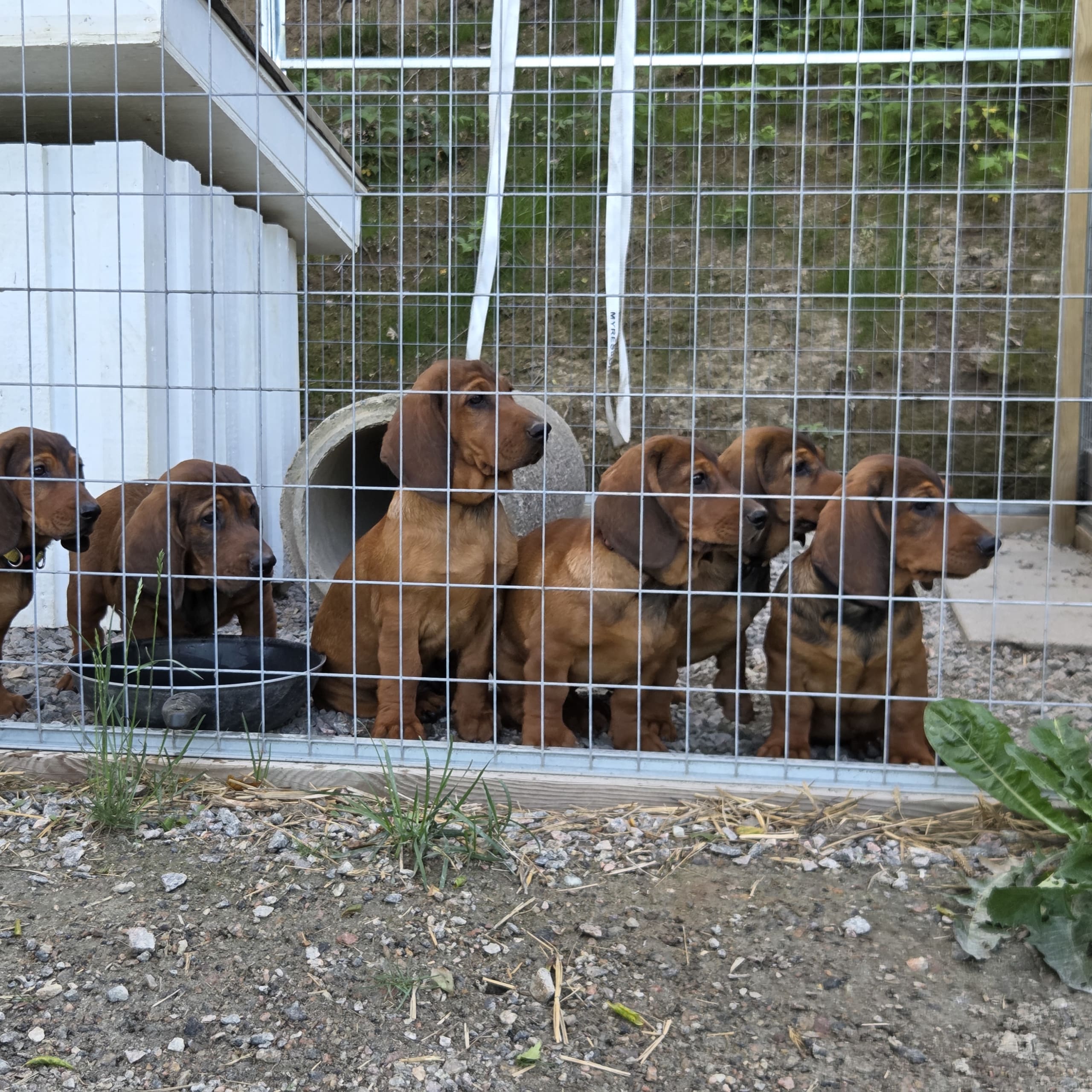 Alpenländische dachsbracke