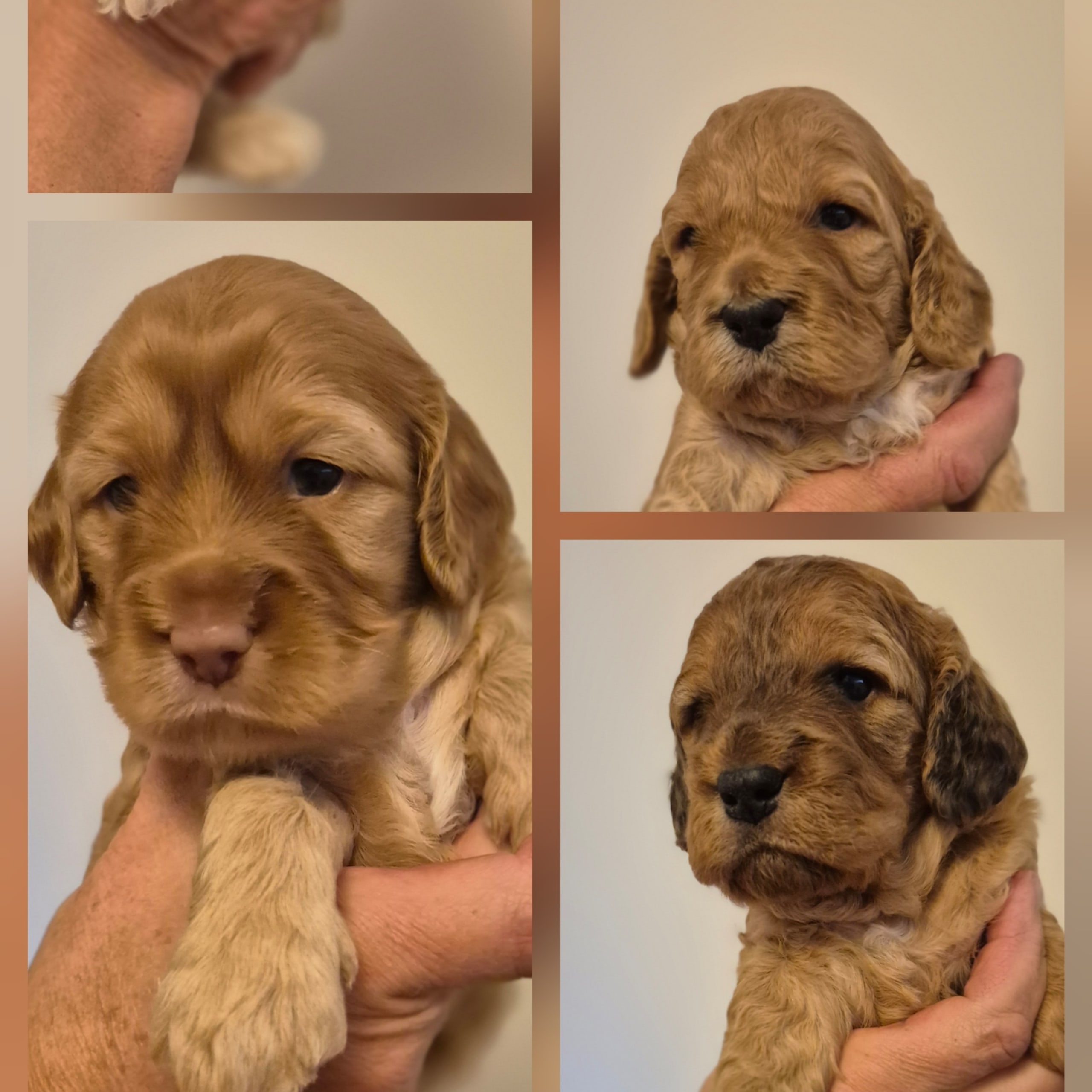 Cockerpoo