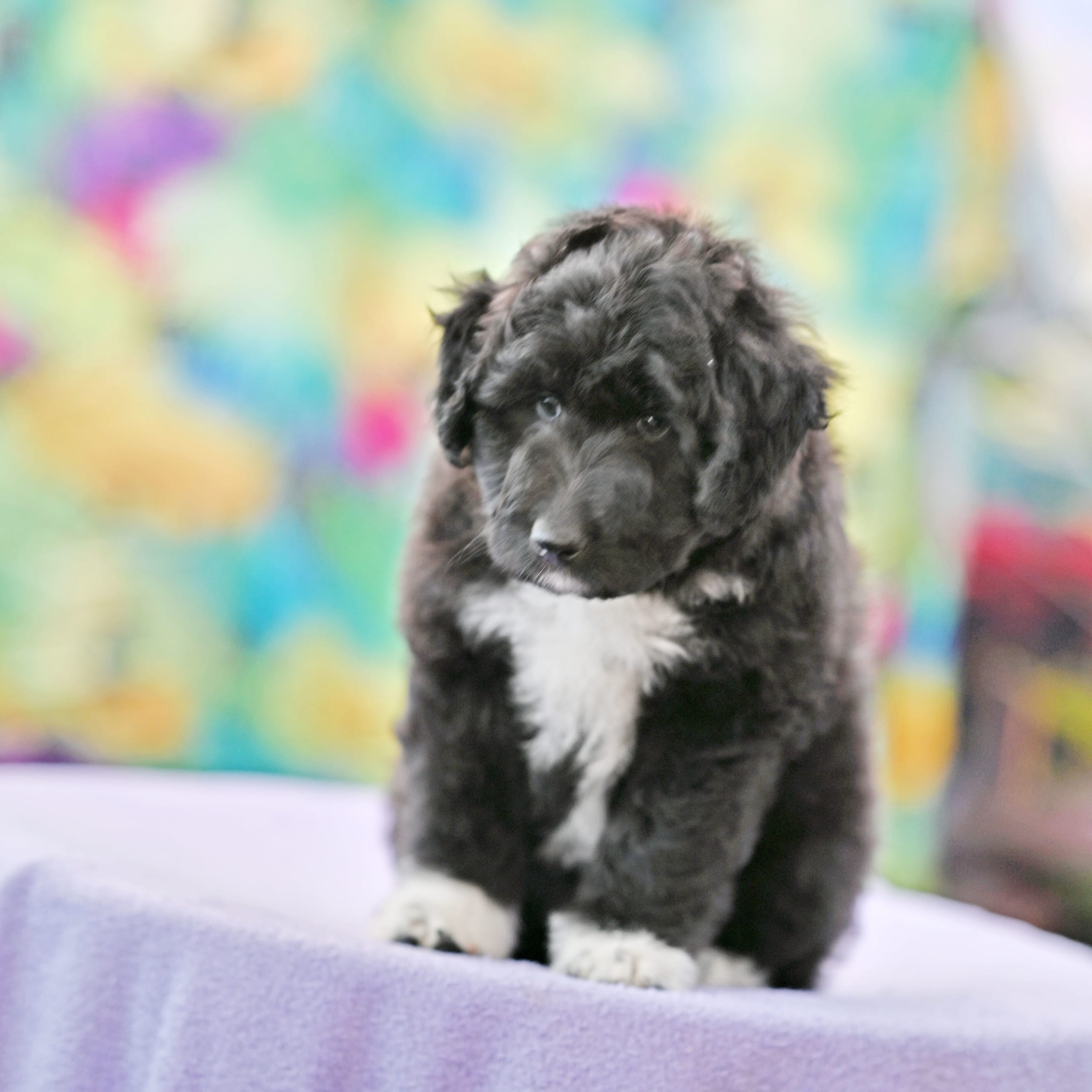 Långhårig collie / Mellan pudel mix valpar
