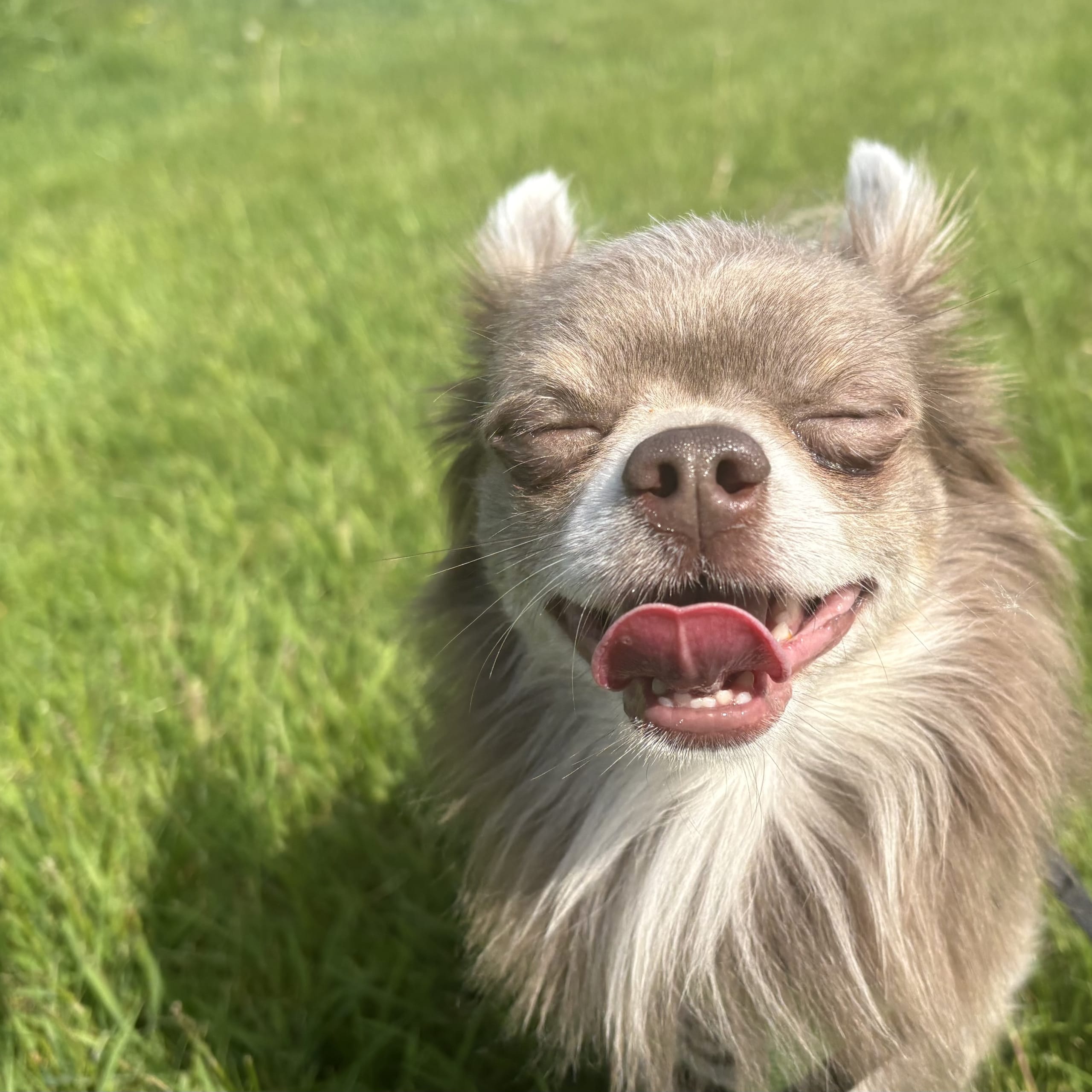 Chihuahua