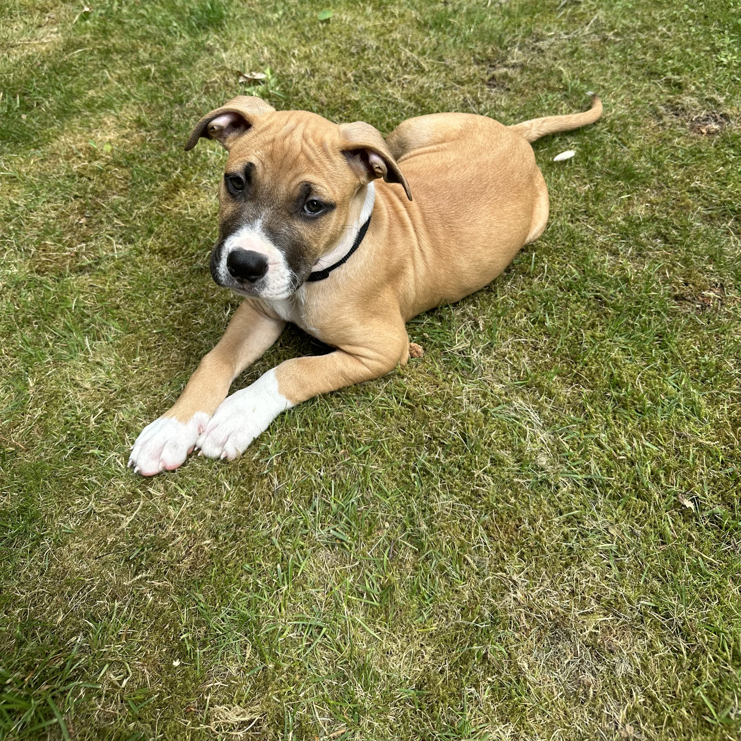 American bully