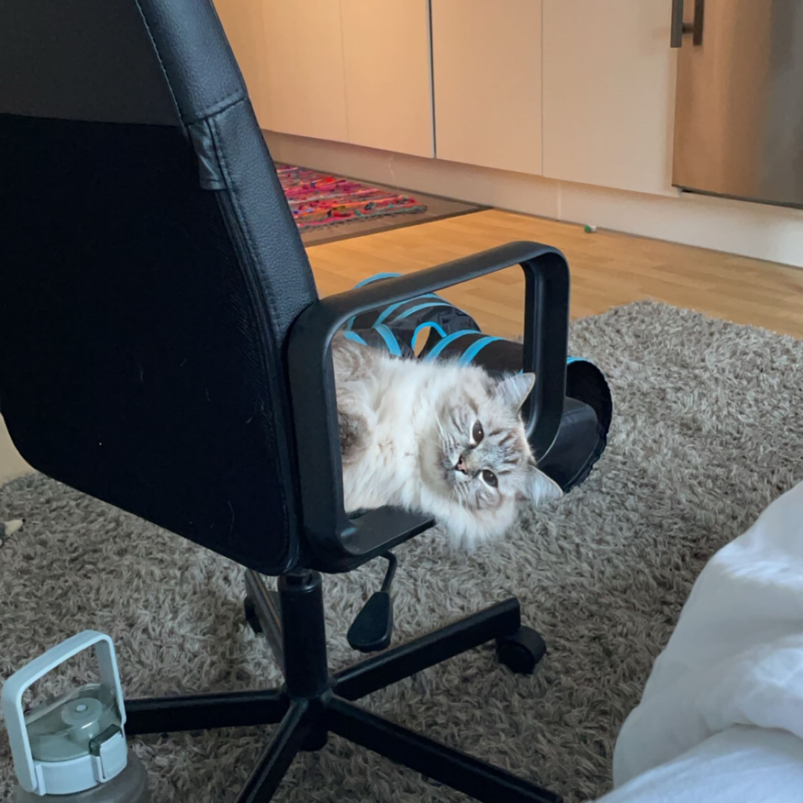 Ragdoll