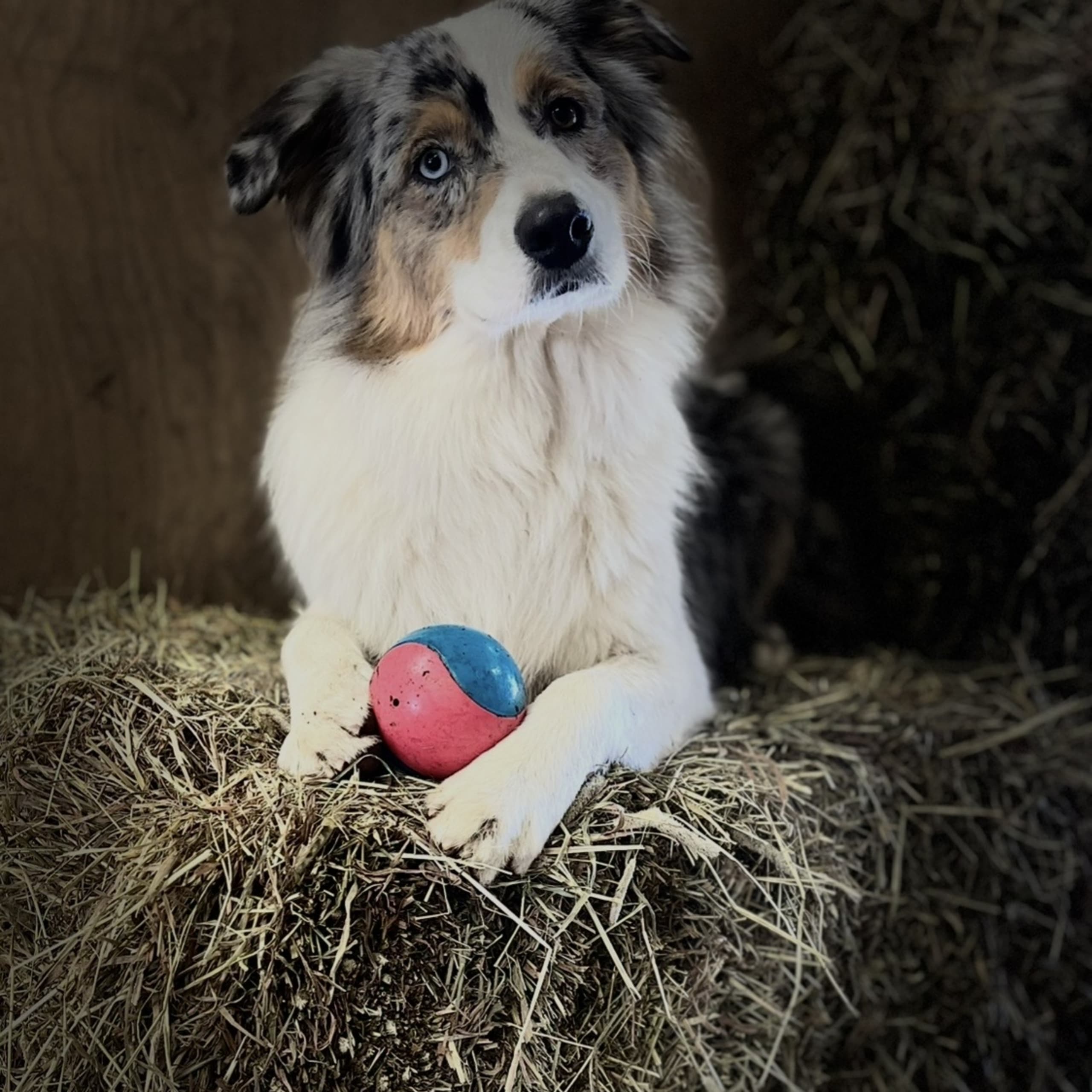 Australian shepherd