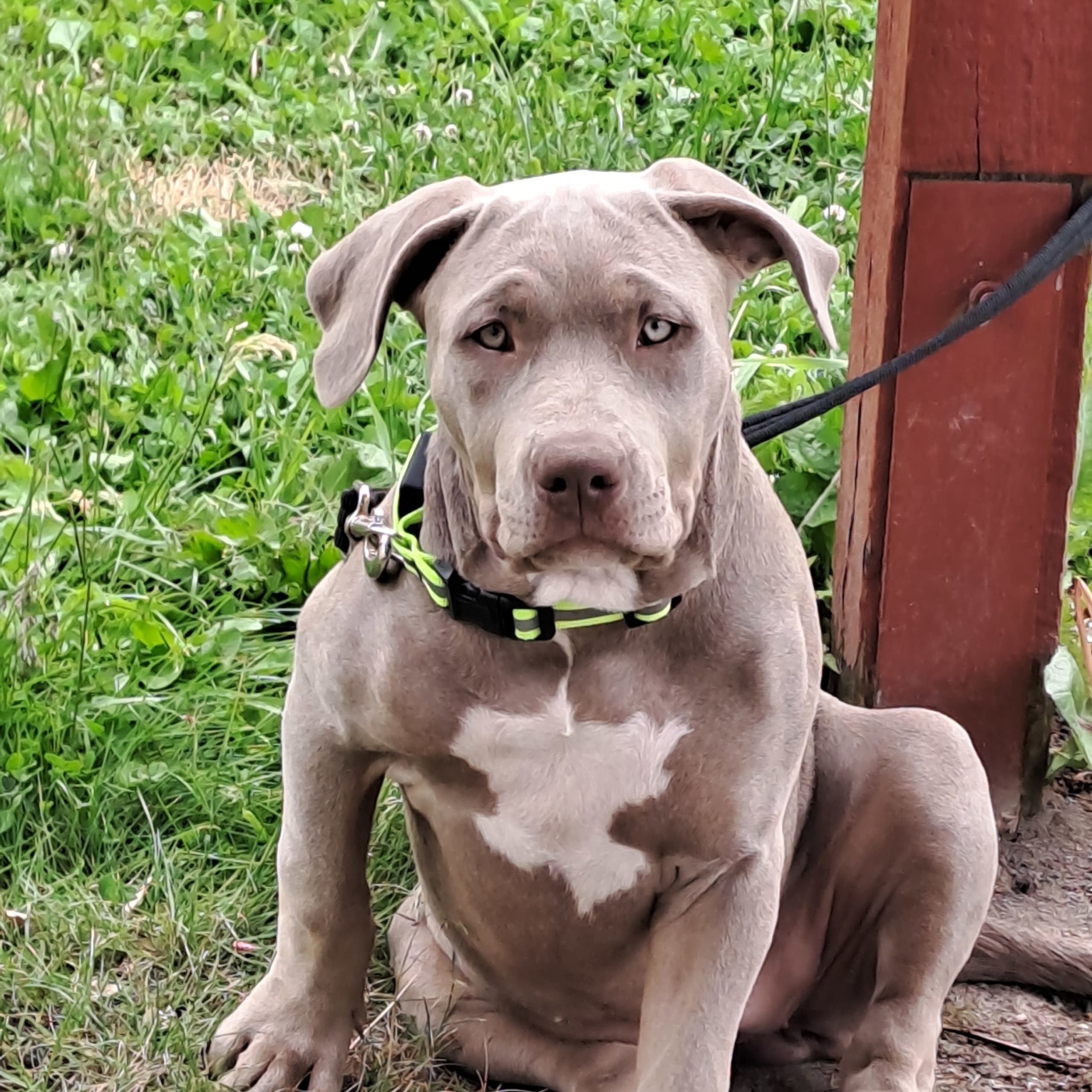 American bully