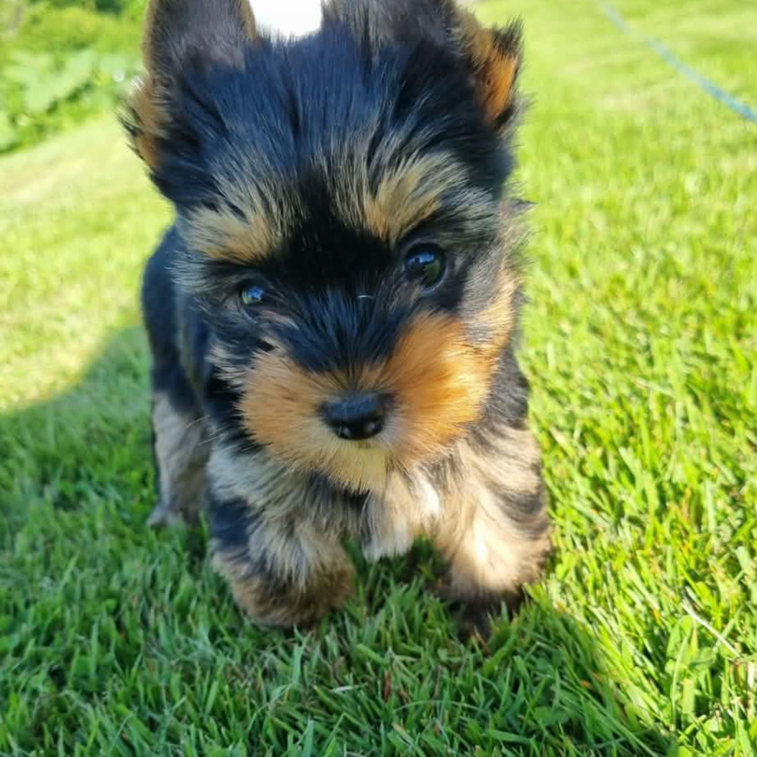 Yorkshireterrier
