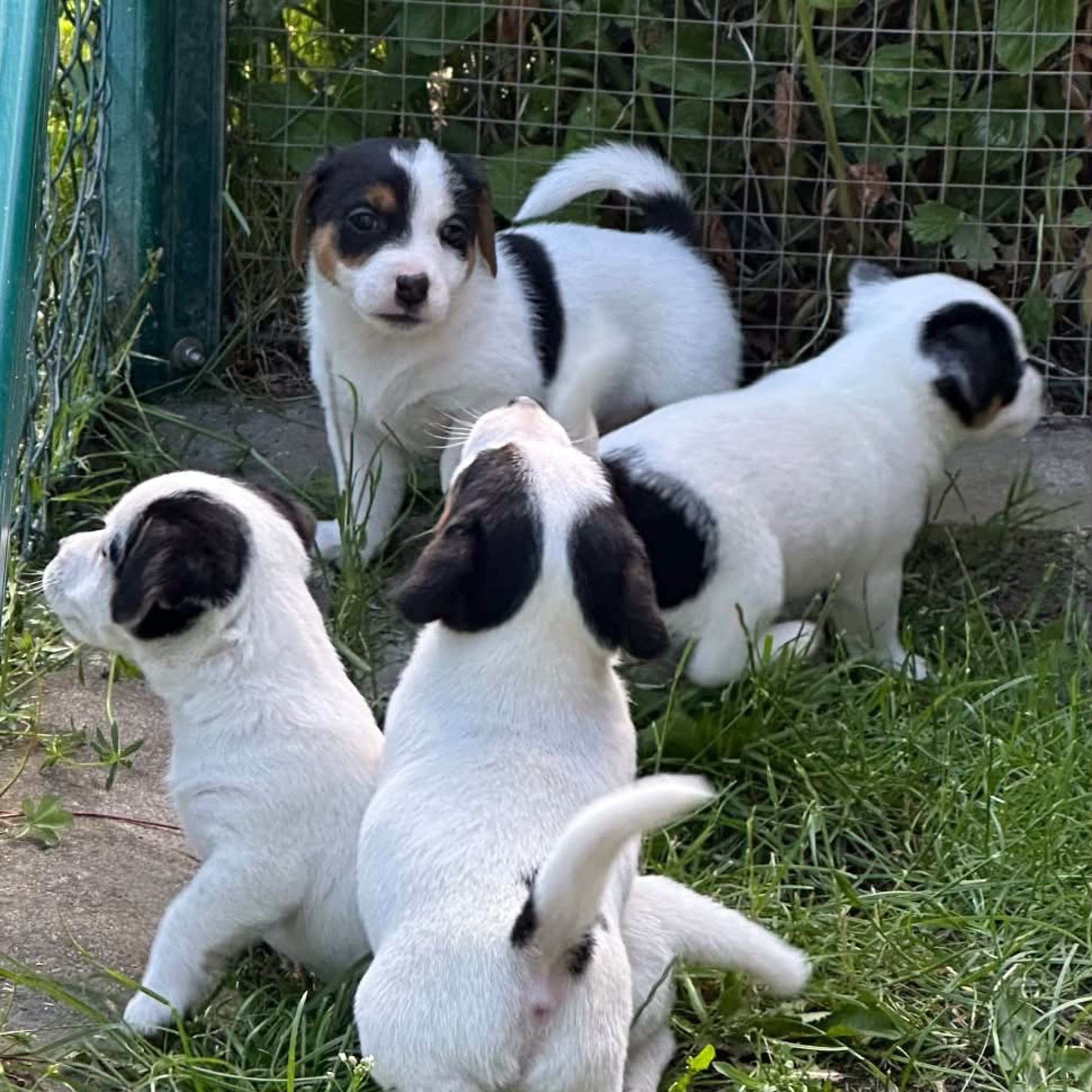 Jack russell terrier