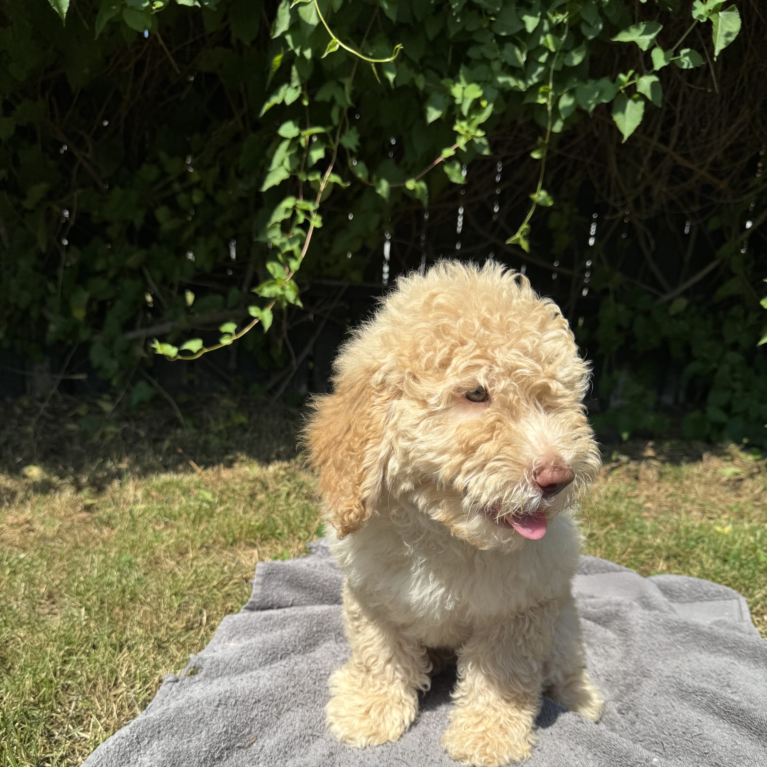 Double doodle / goldendoodle / labradoodle