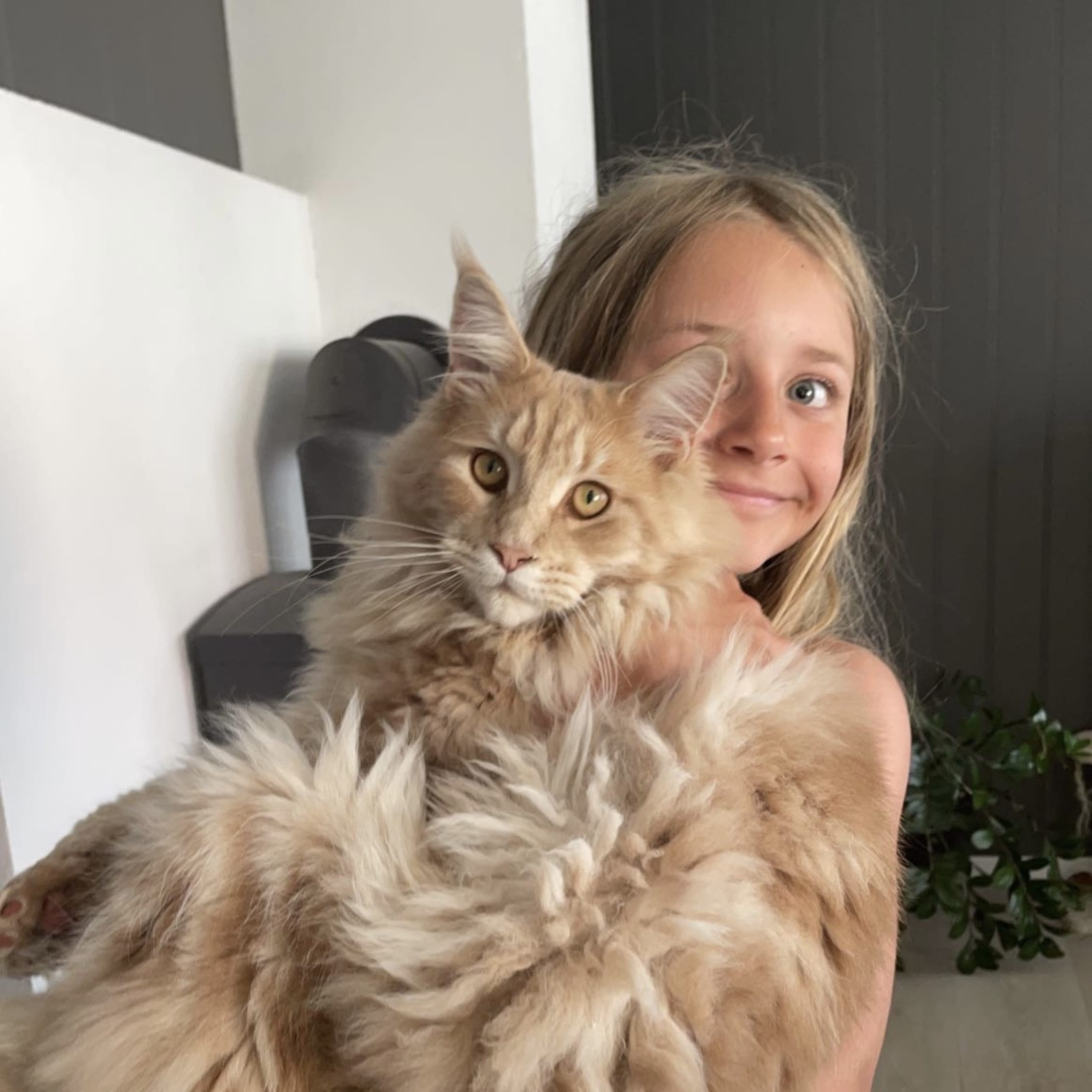 Maine Coon
