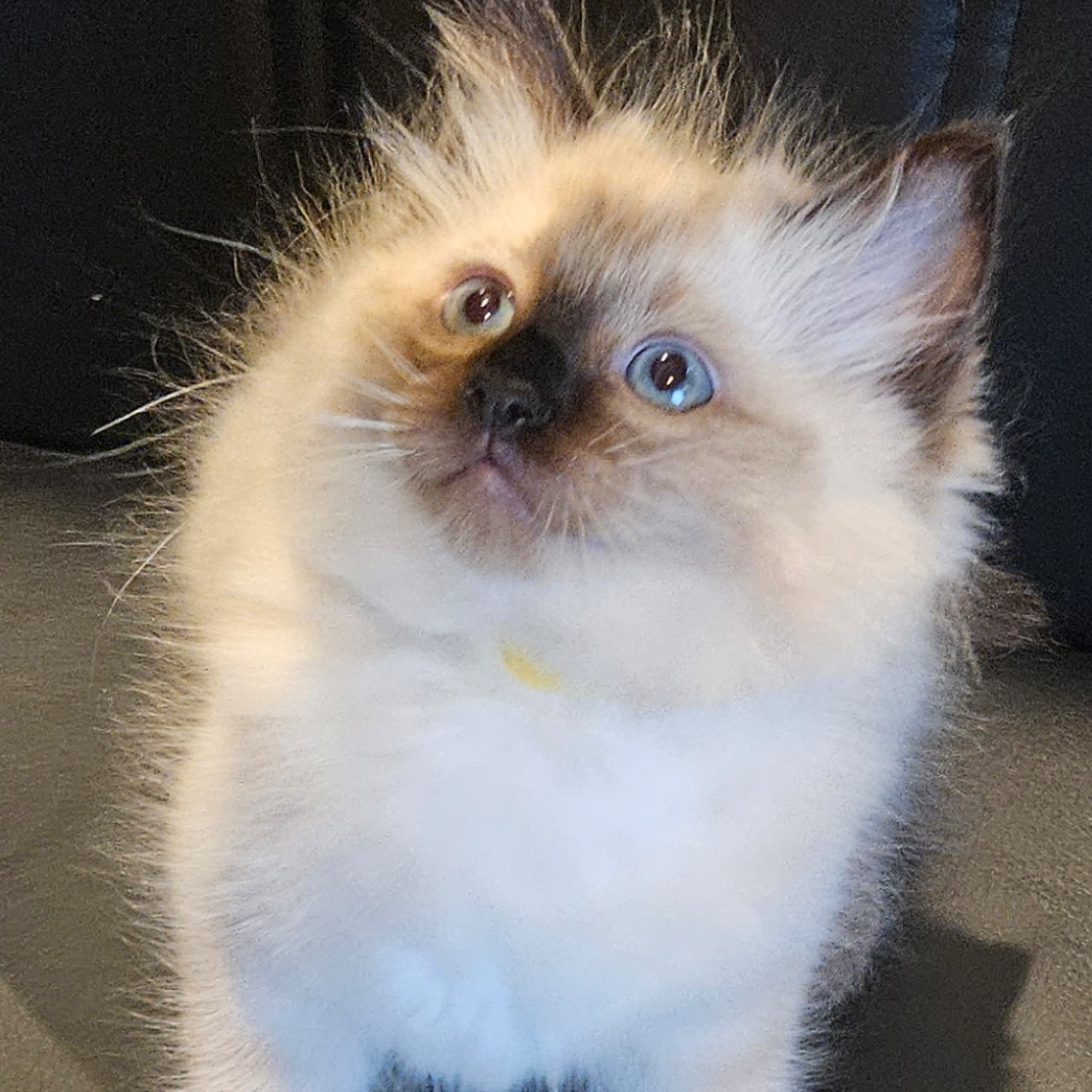 Ragdoll