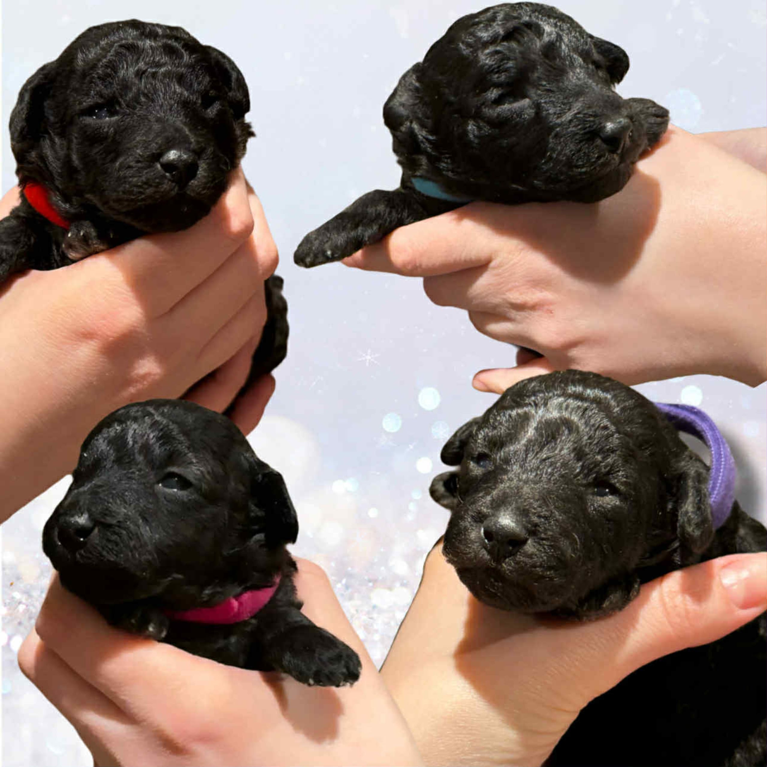 Miniature Poodle