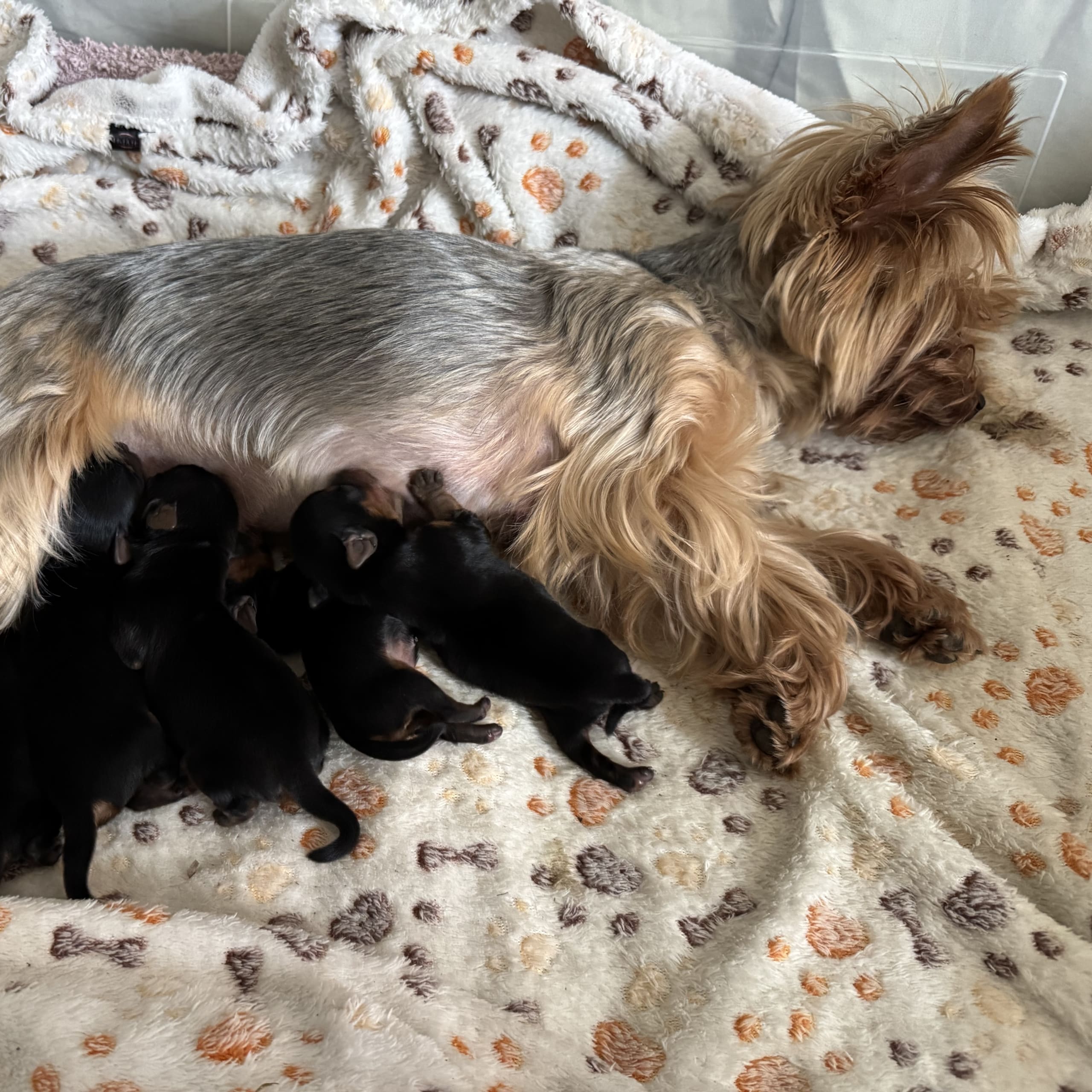 Yorkshireterrier