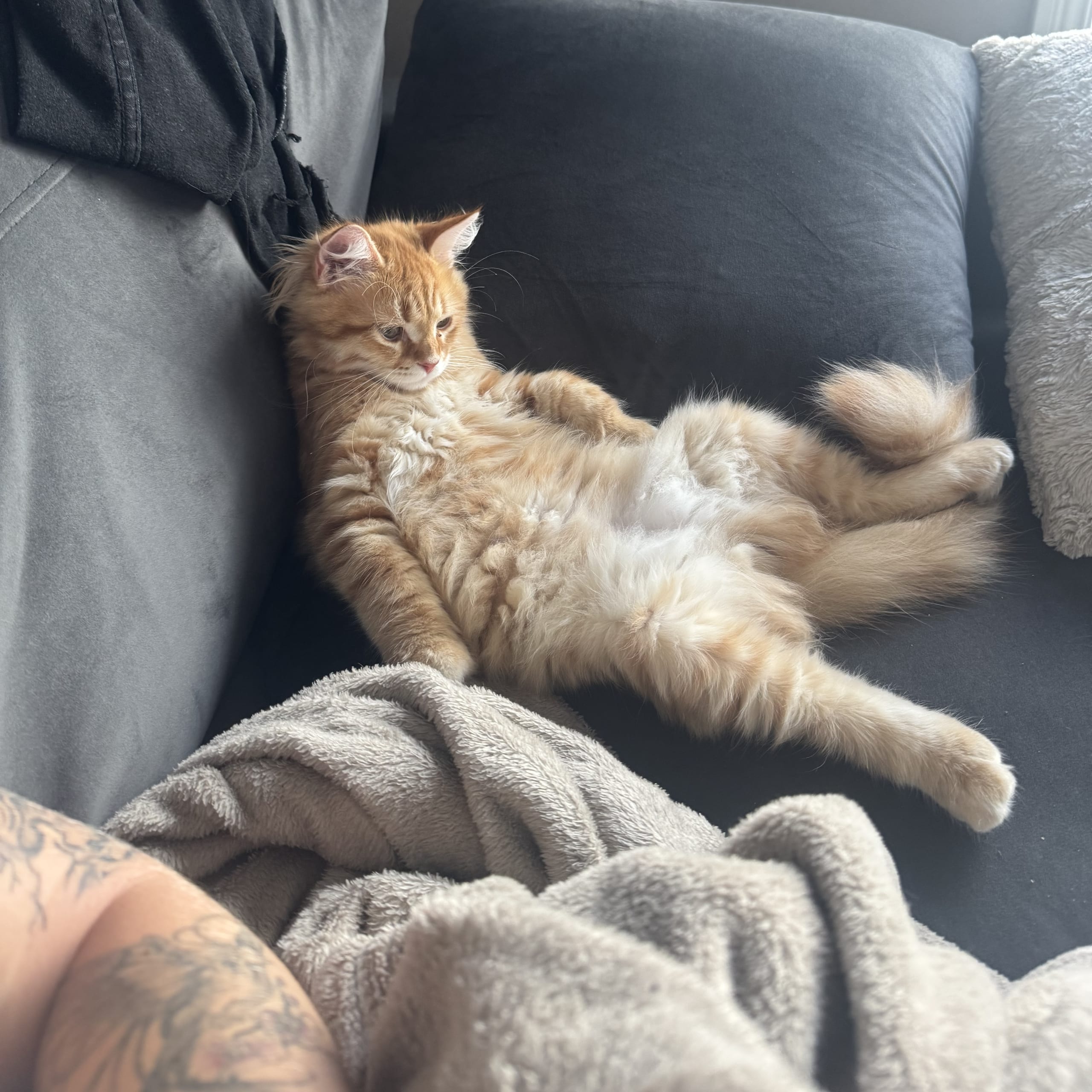 Sibirisk katt