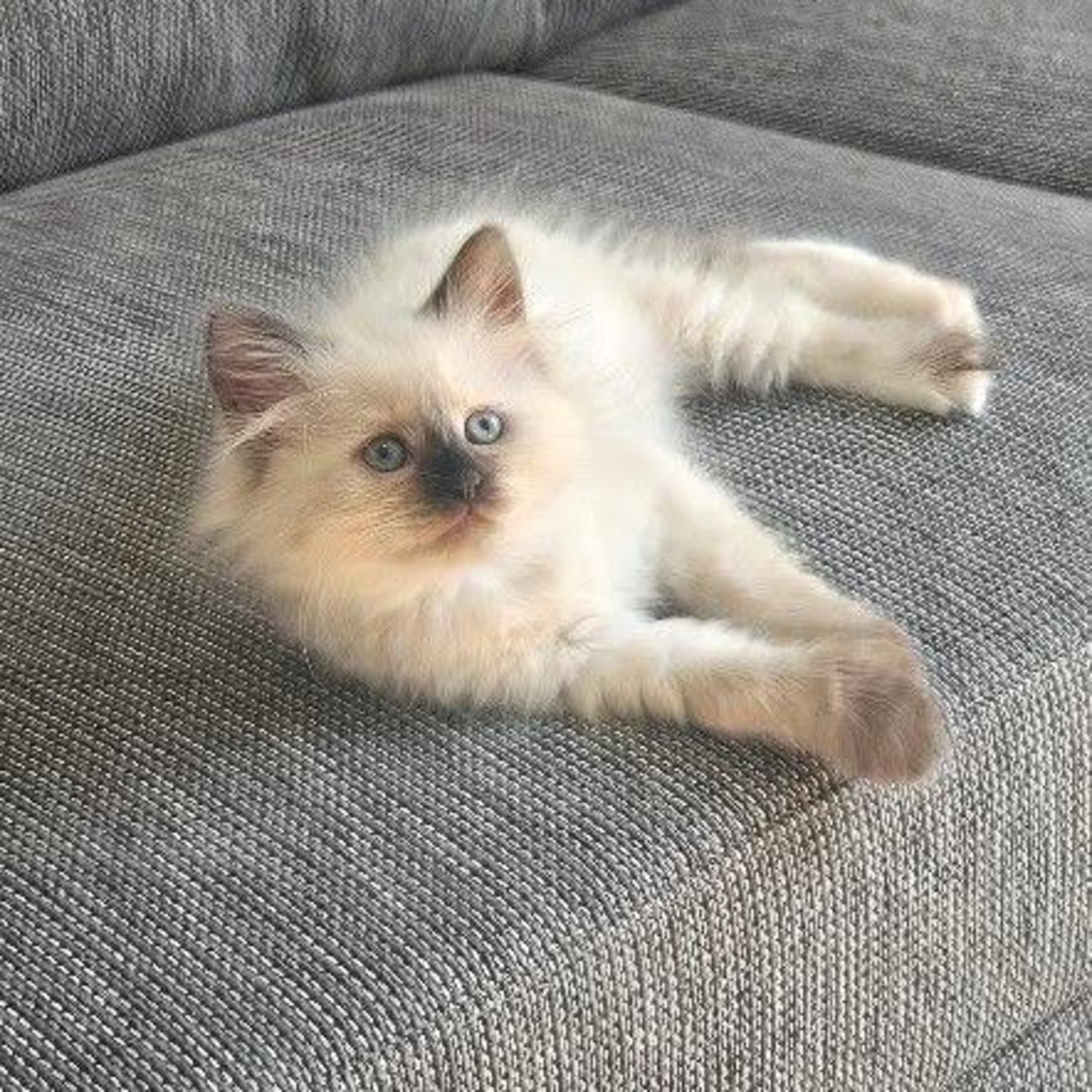 Sibirisk katt