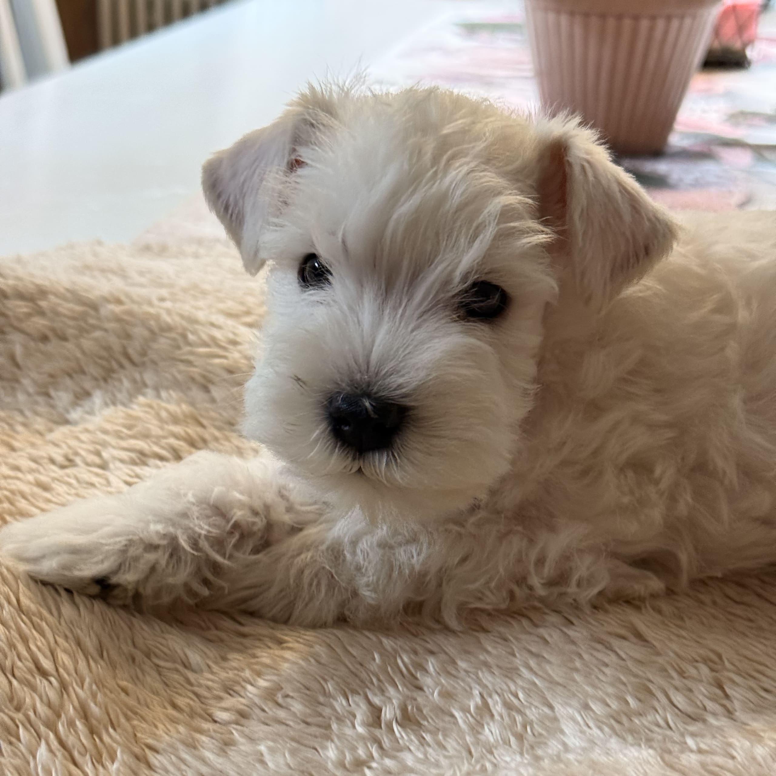 Miniature Schnauzer