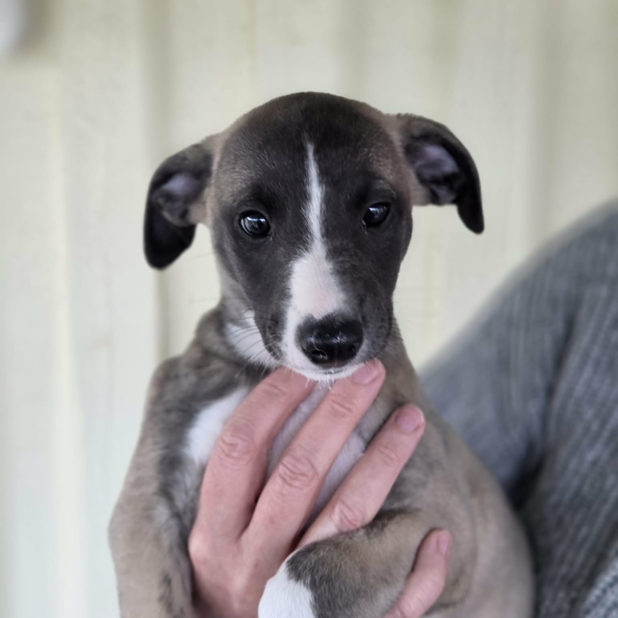 Alternova Whippet