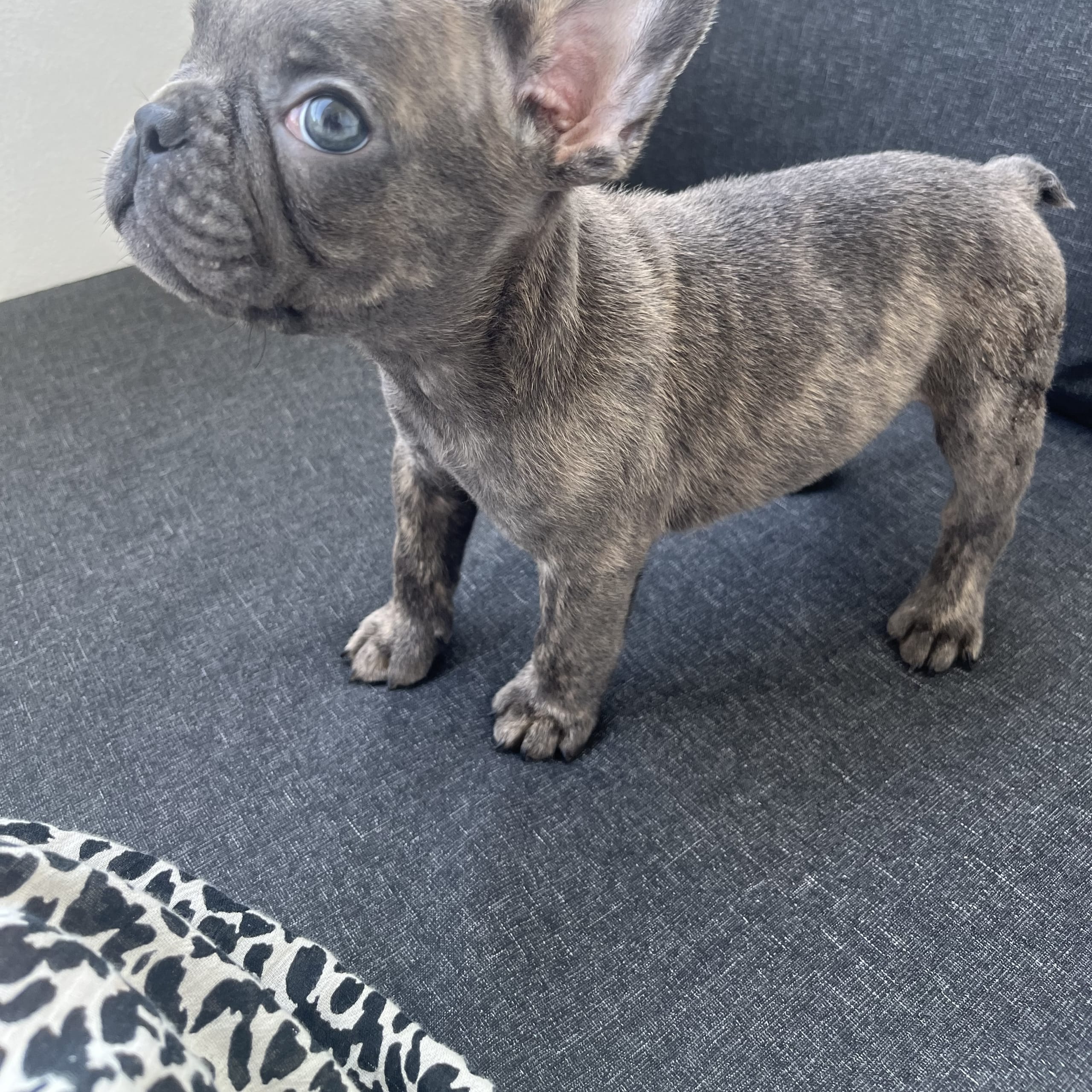 Fransk bulldogg