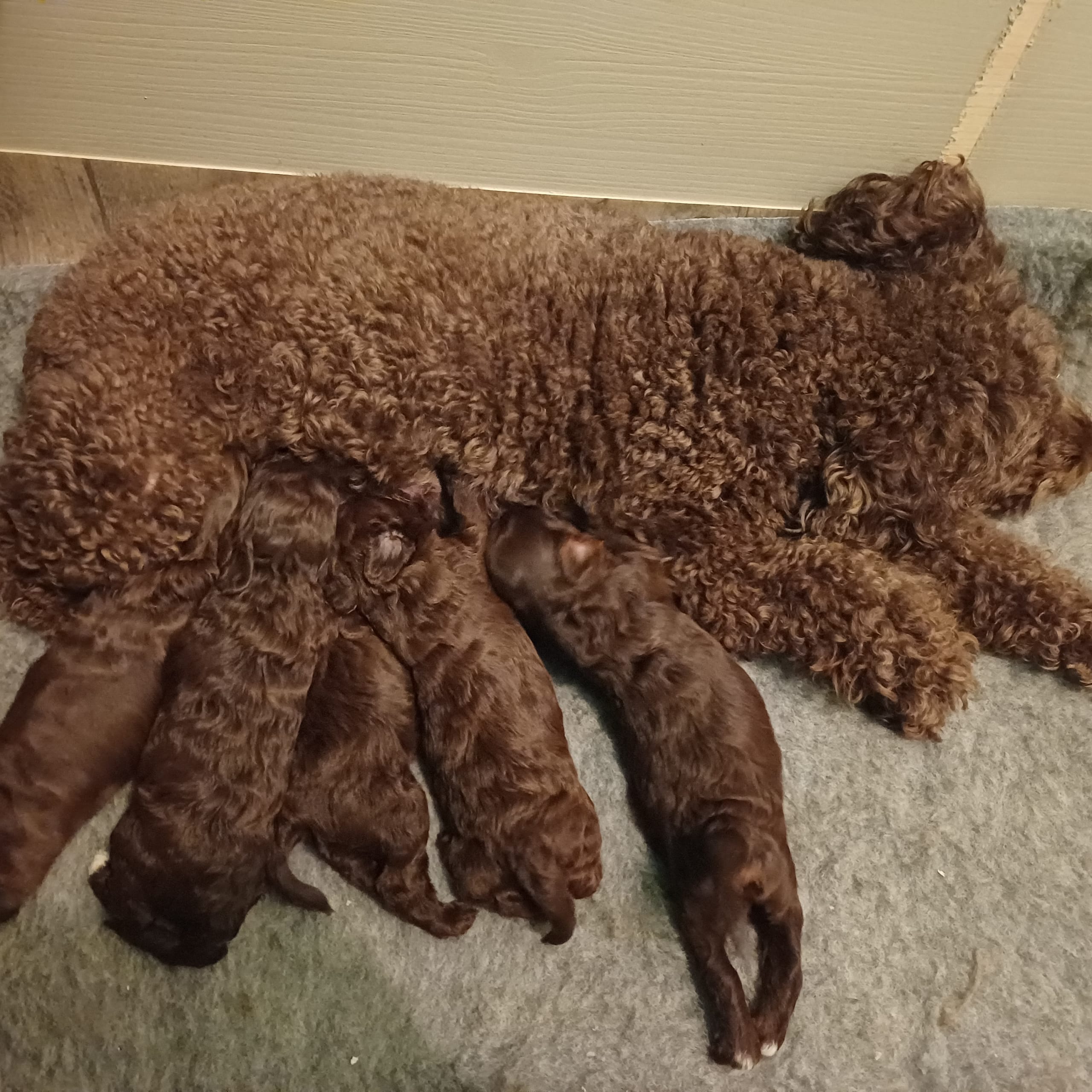 Australian labdradoodle
