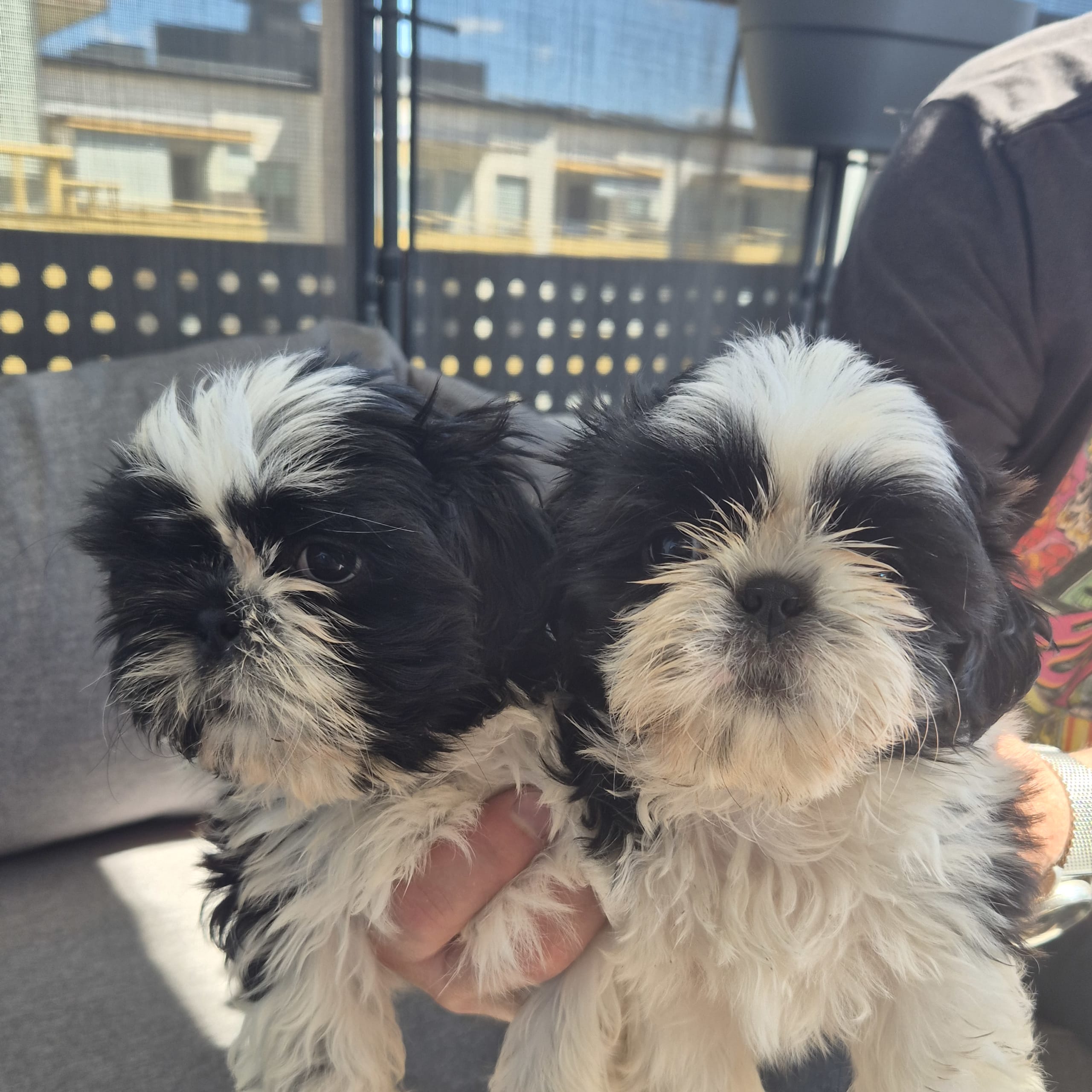 Shih tzu