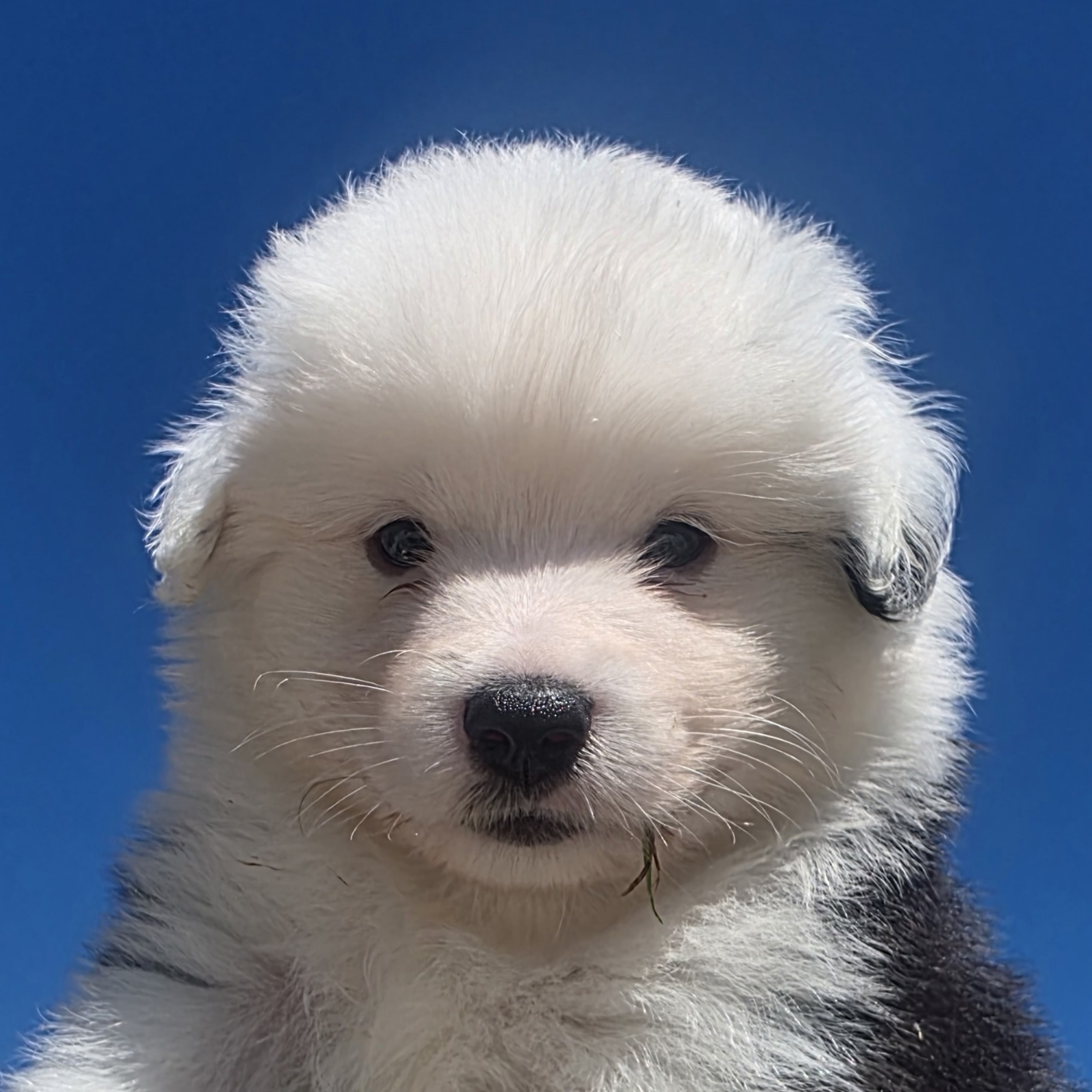 Miniature american shepherd