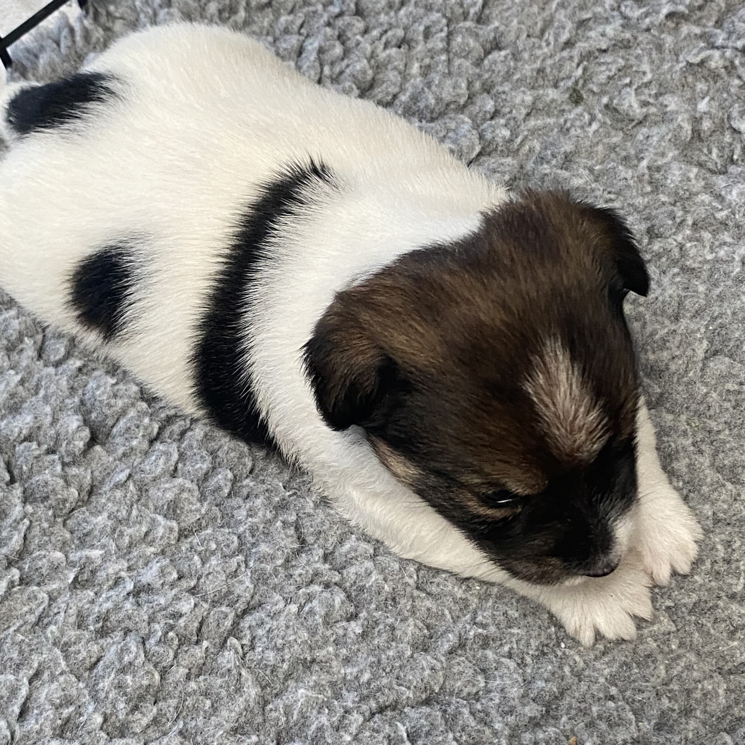 Jack russell terrier
