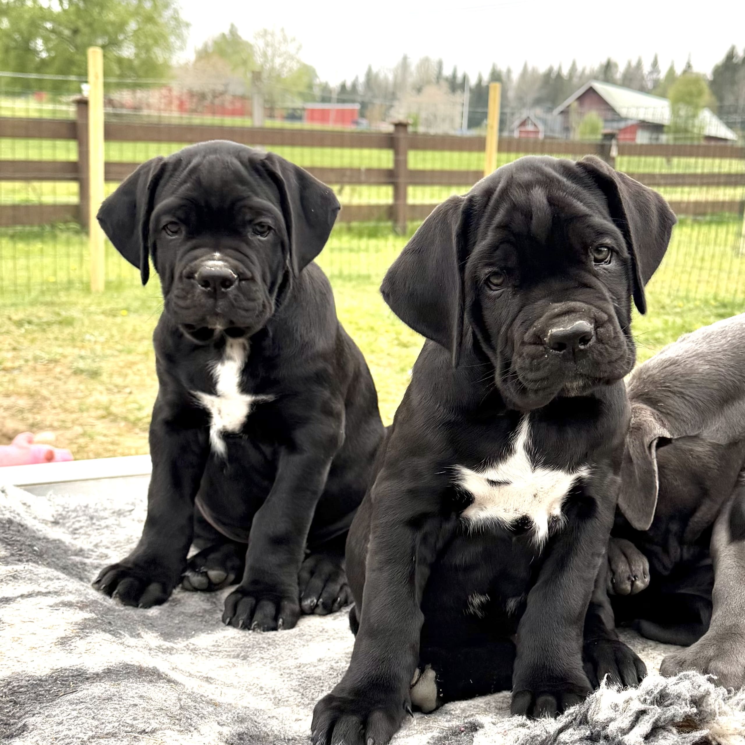 Cane corso