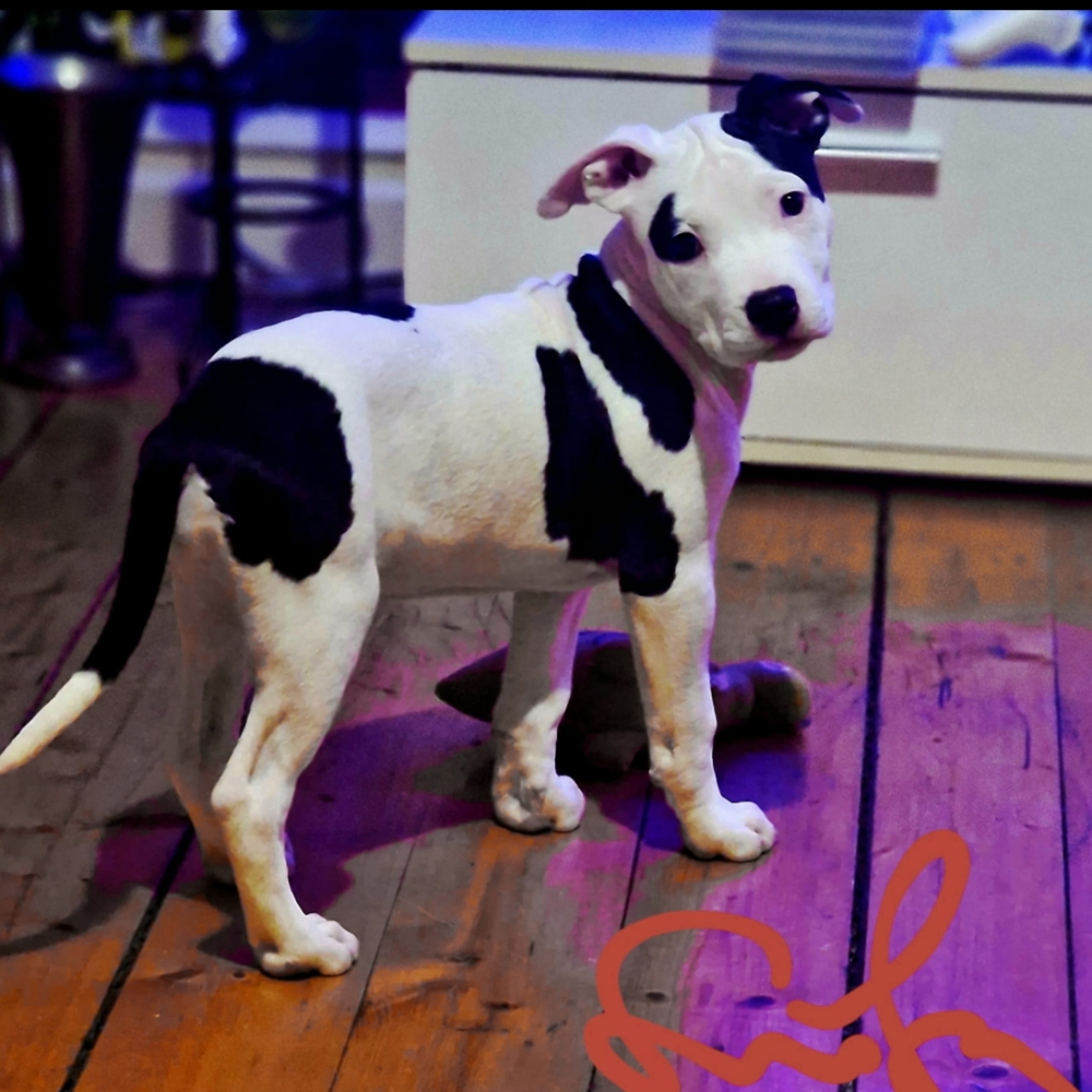 American bully