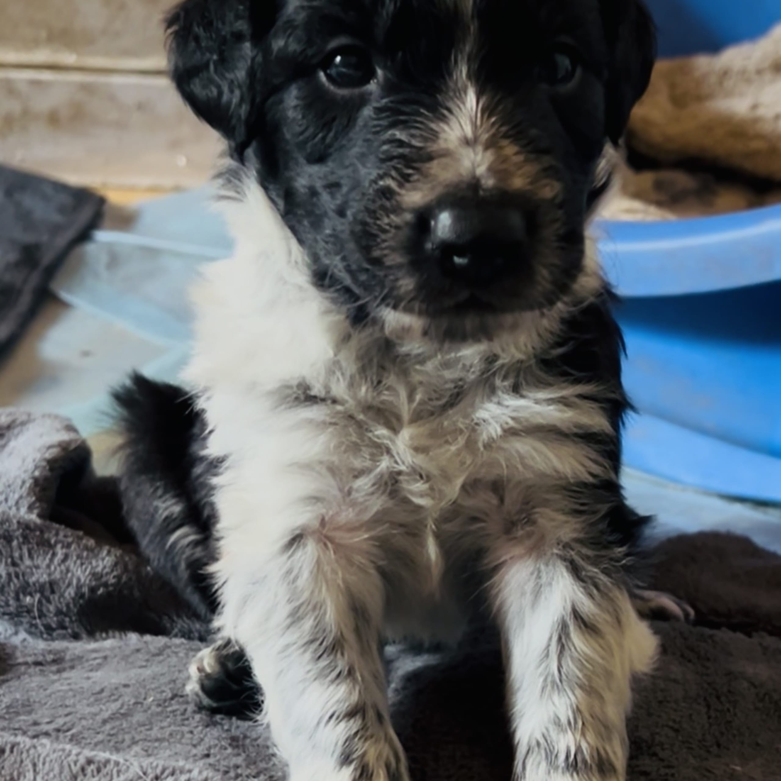 Border colliemix