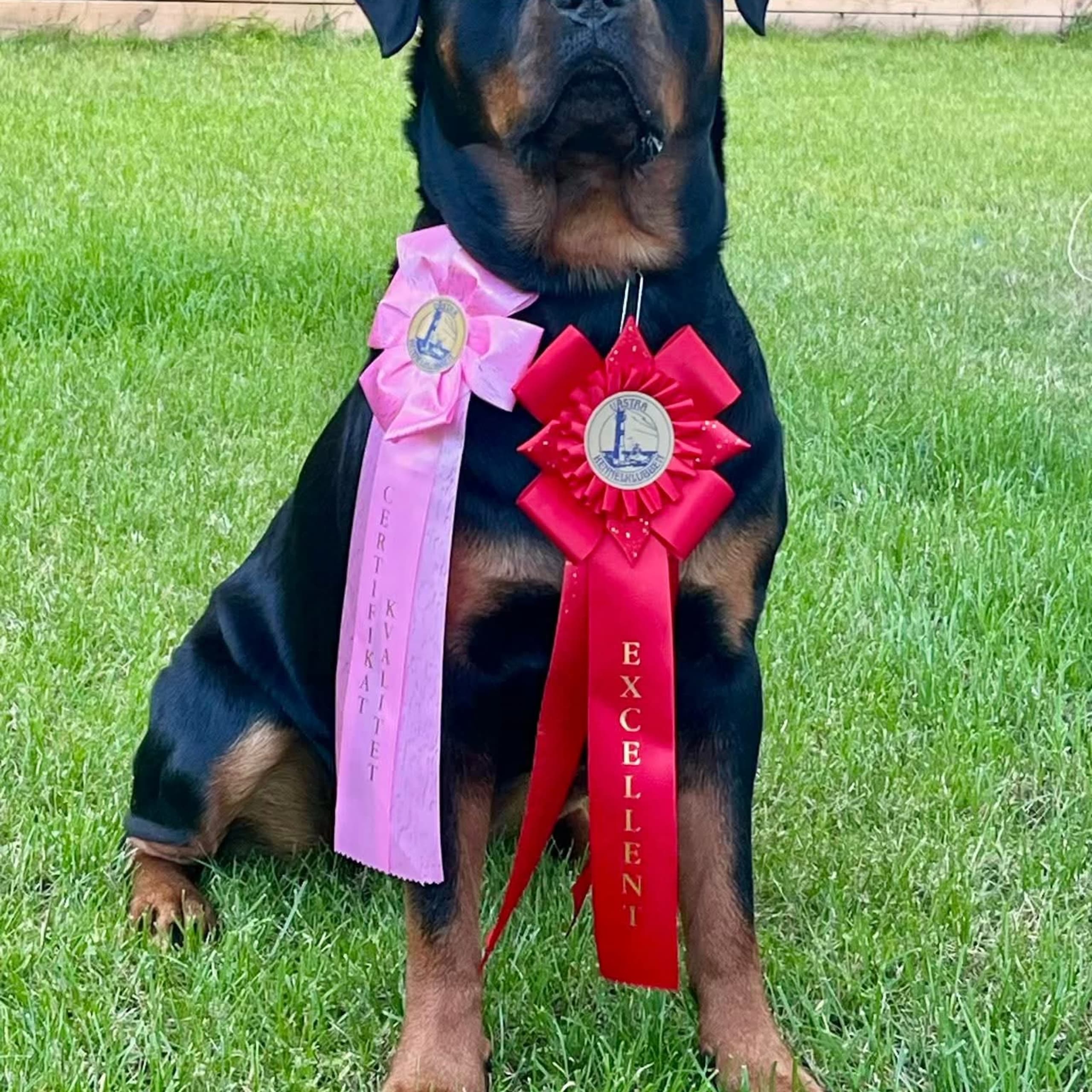 Rottweiler