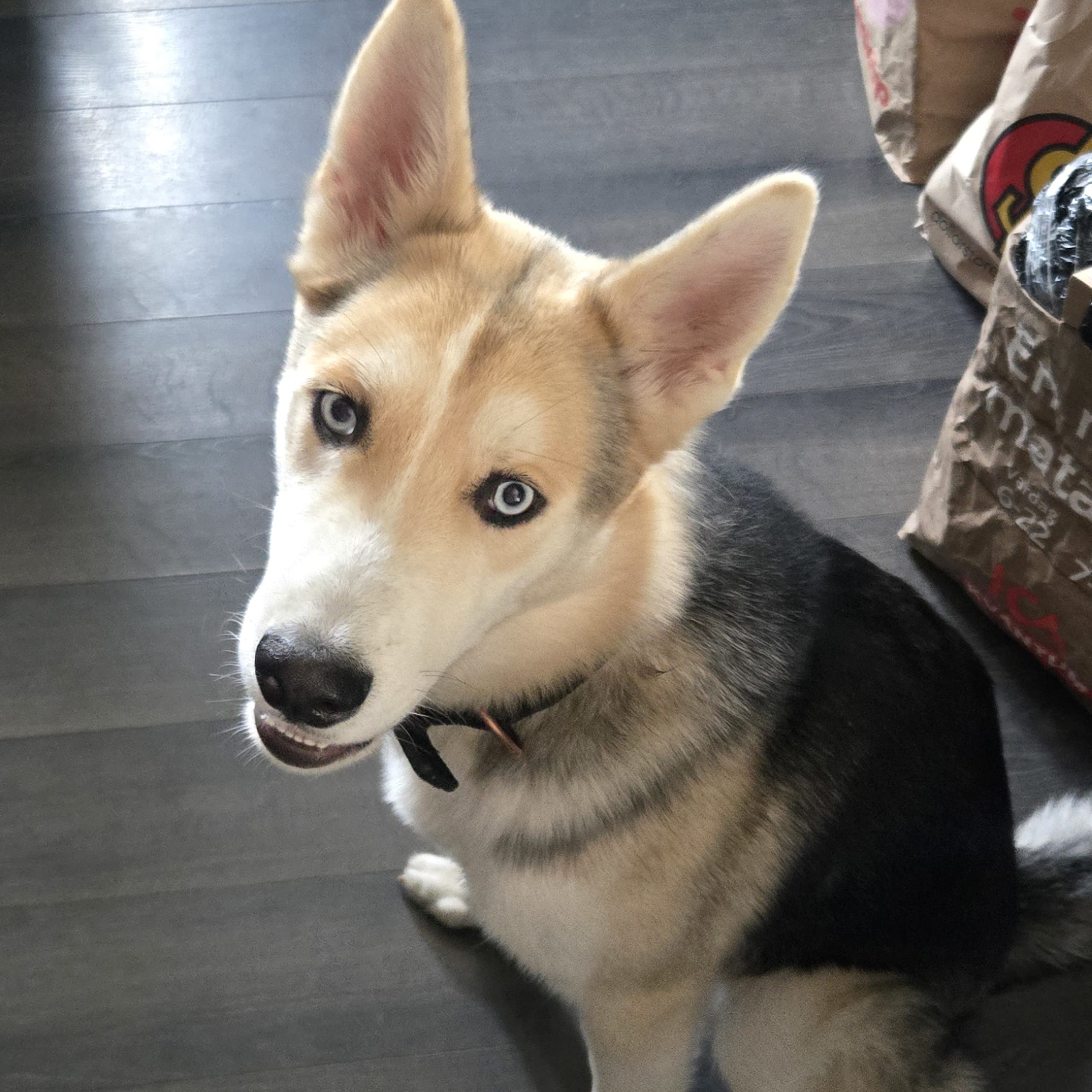 Siberian husky