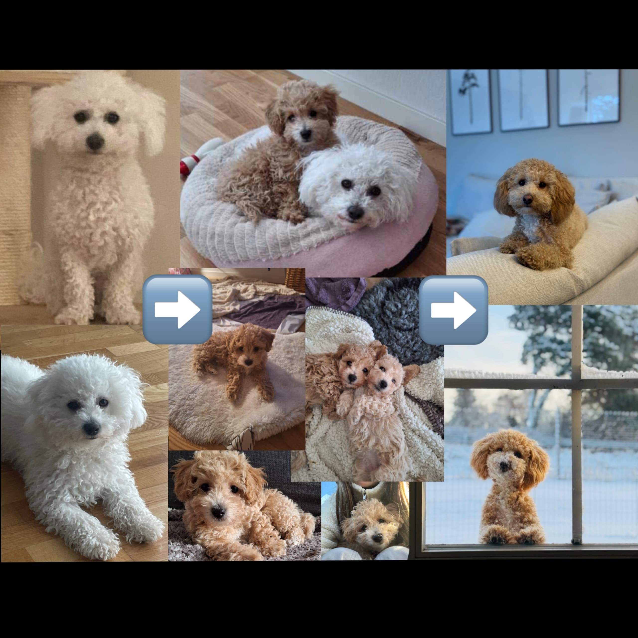 Bichonpoo Bichon Frisé/Dvärgpudel