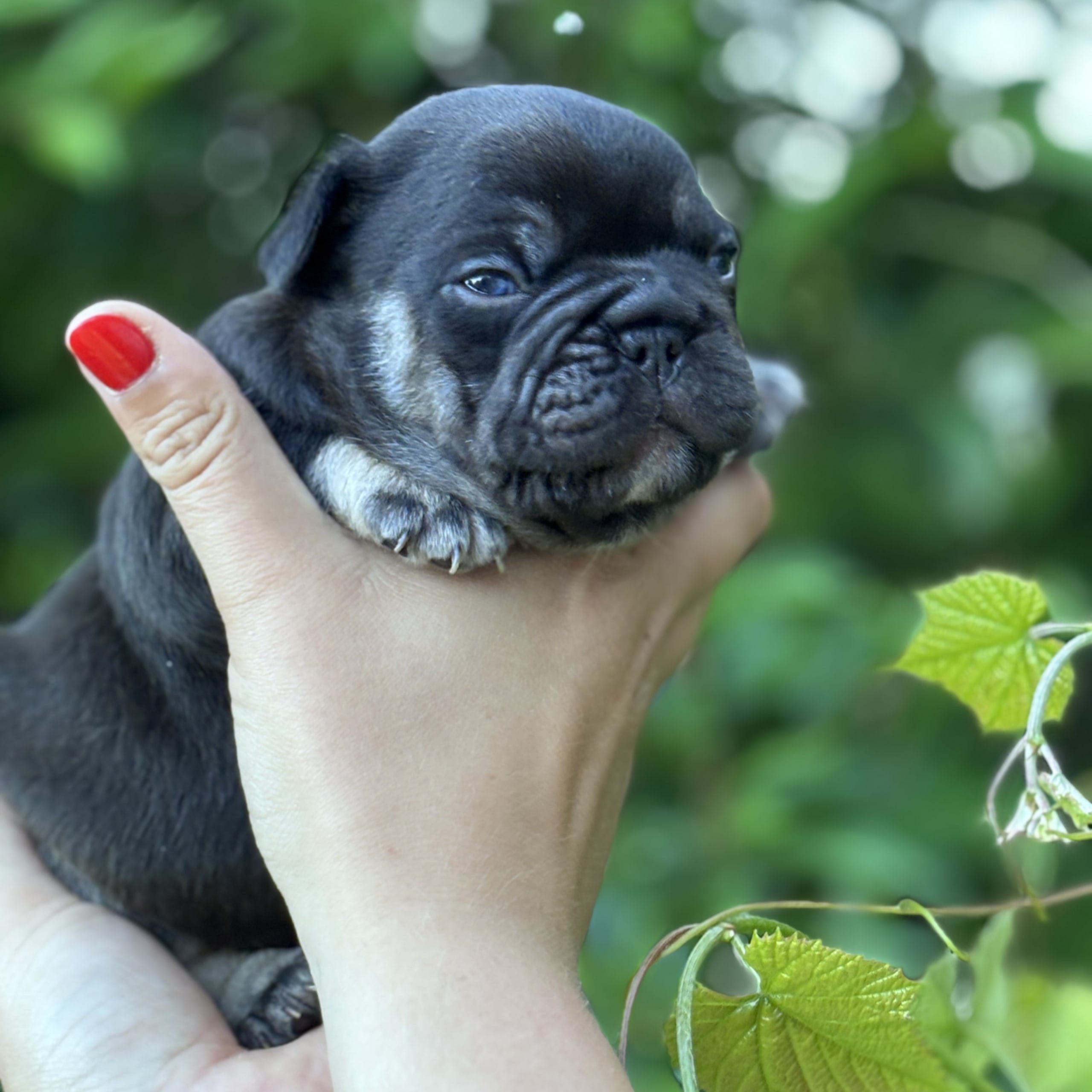 Fransk bulldogg