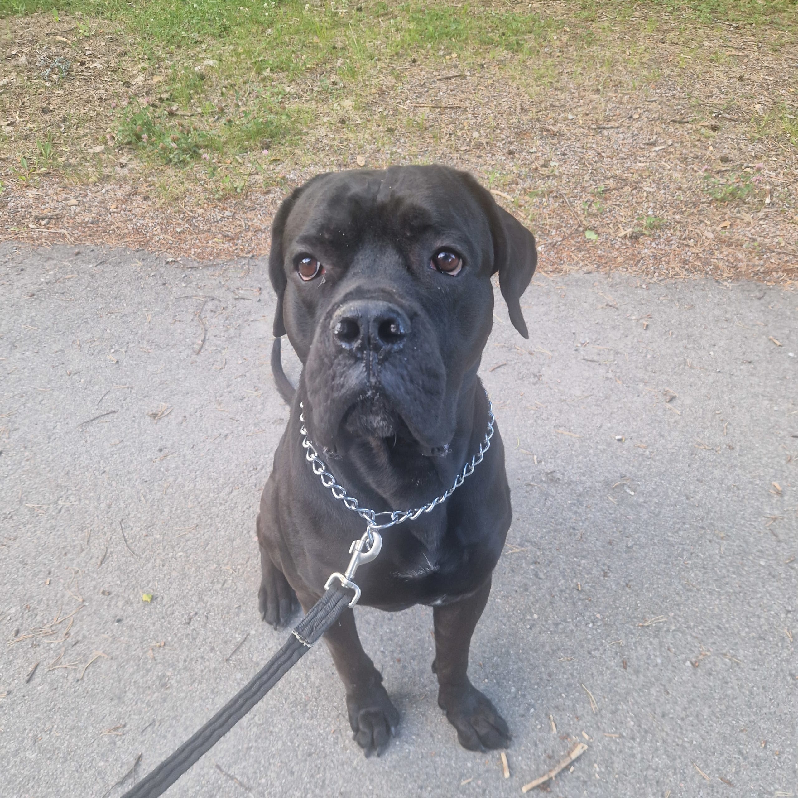 Cane corso