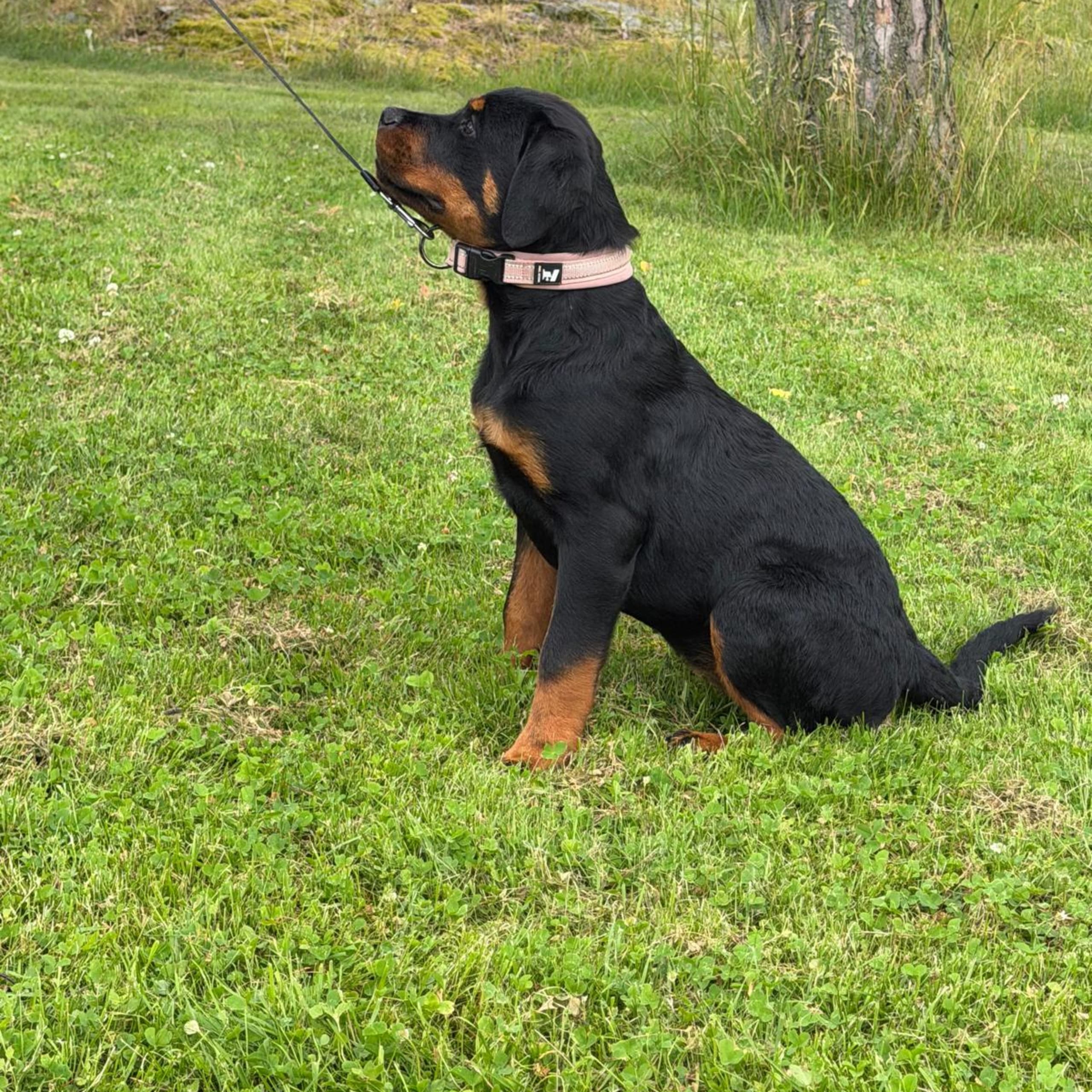 Rottweiler