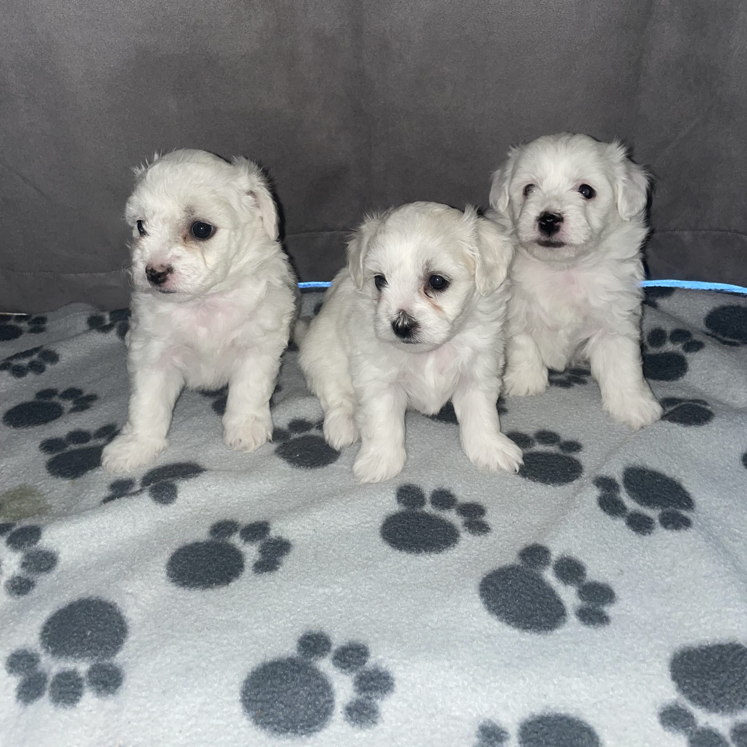 Bichon frisé
